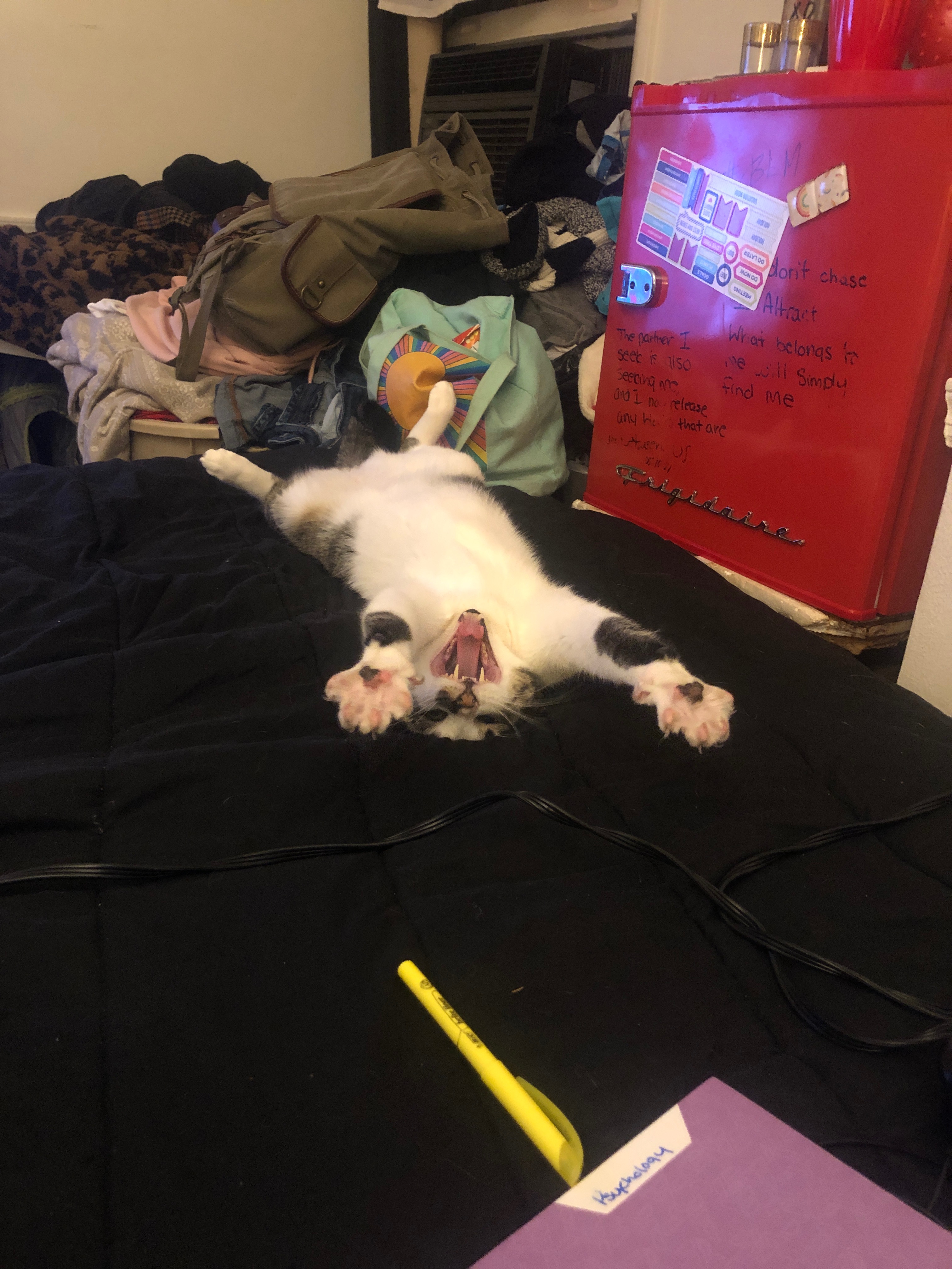 Help Me Cover Emergency Vet Bills After Losing Saturn campaign photo, 5 of 8
