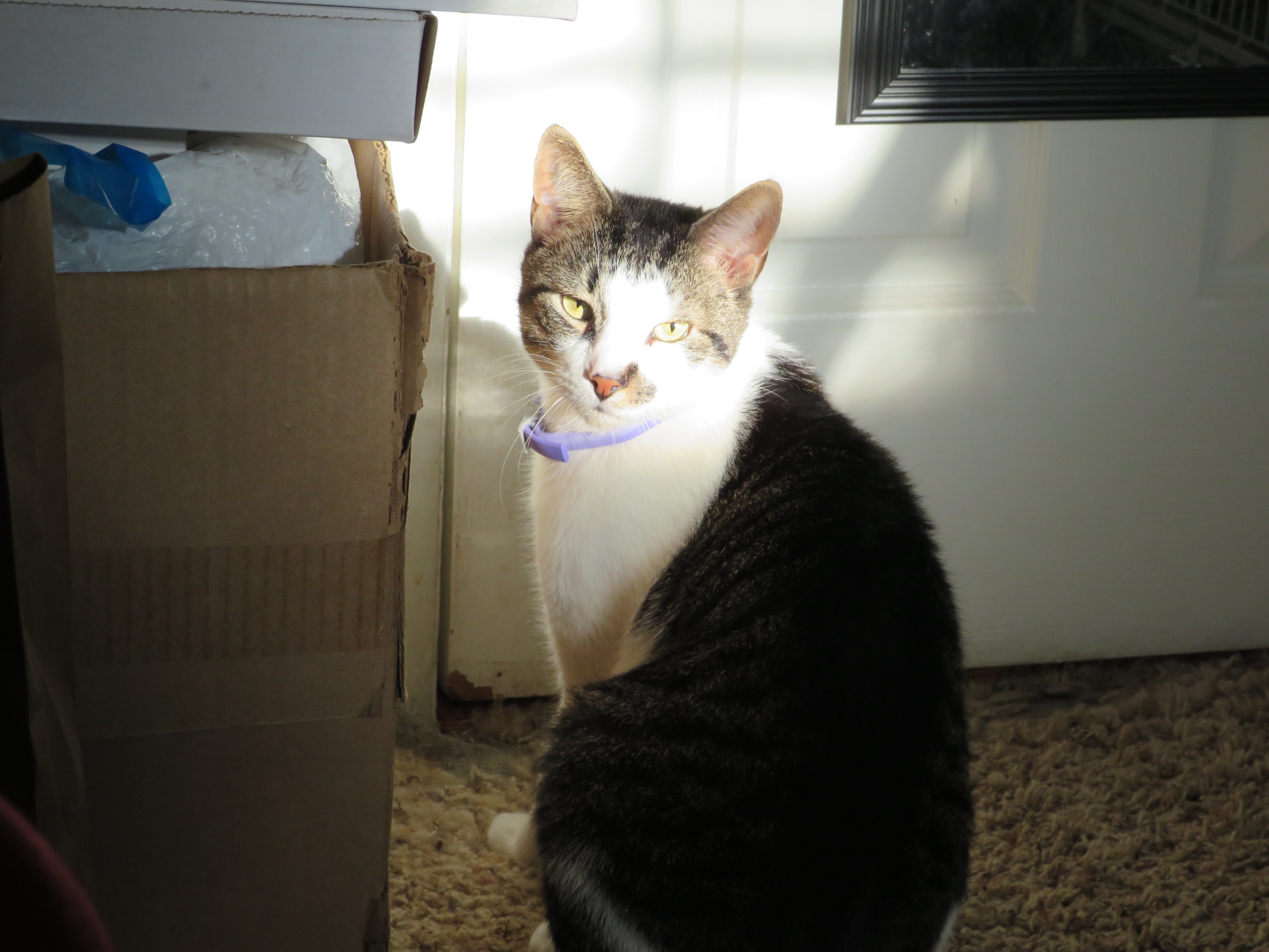 Help Me Cover Emergency Vet Bills After Losing Saturn campaign photo, 6 of 8