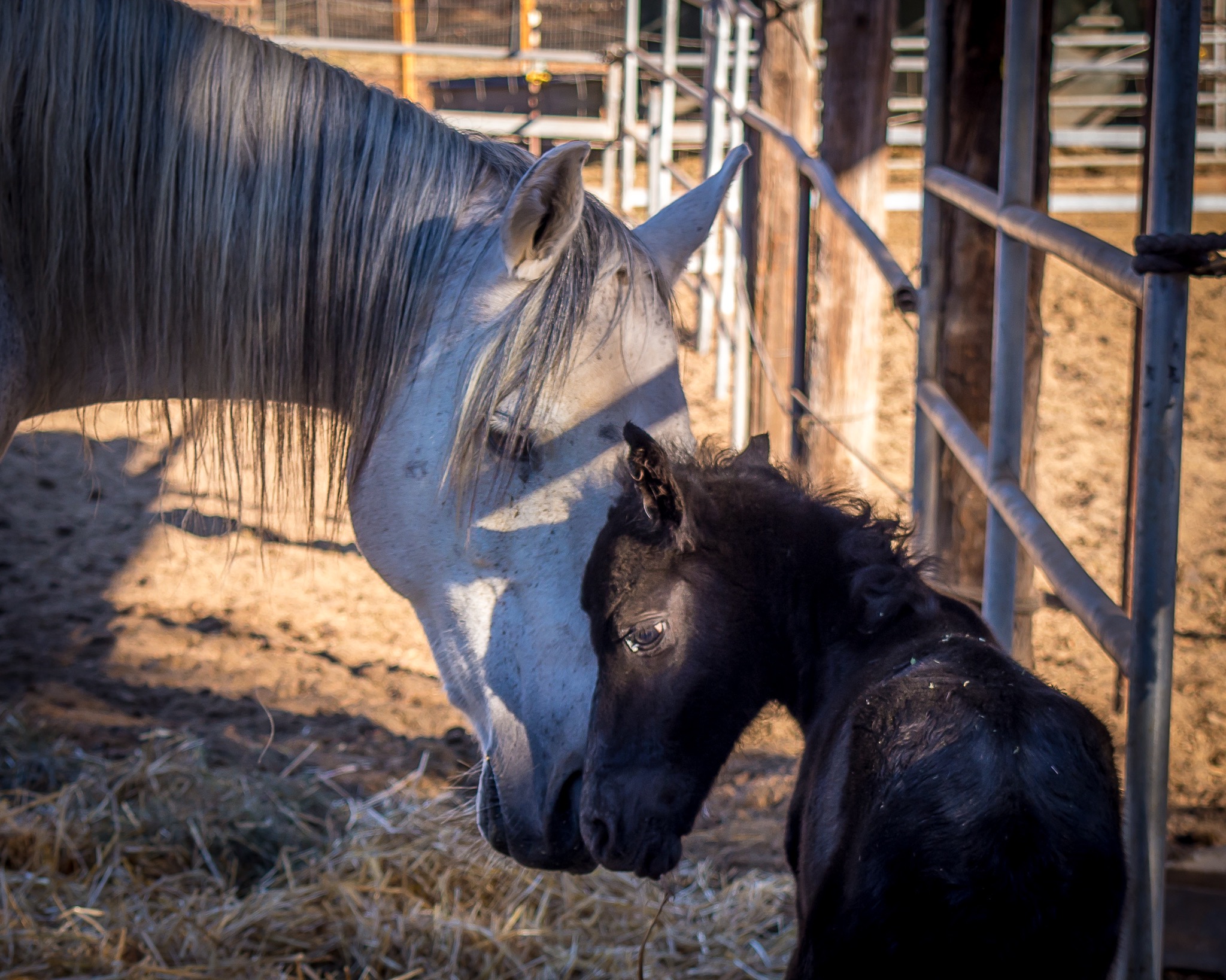 Help Merida Fight in the Horse Intensive Care Unit campaign photo, 7 of 8