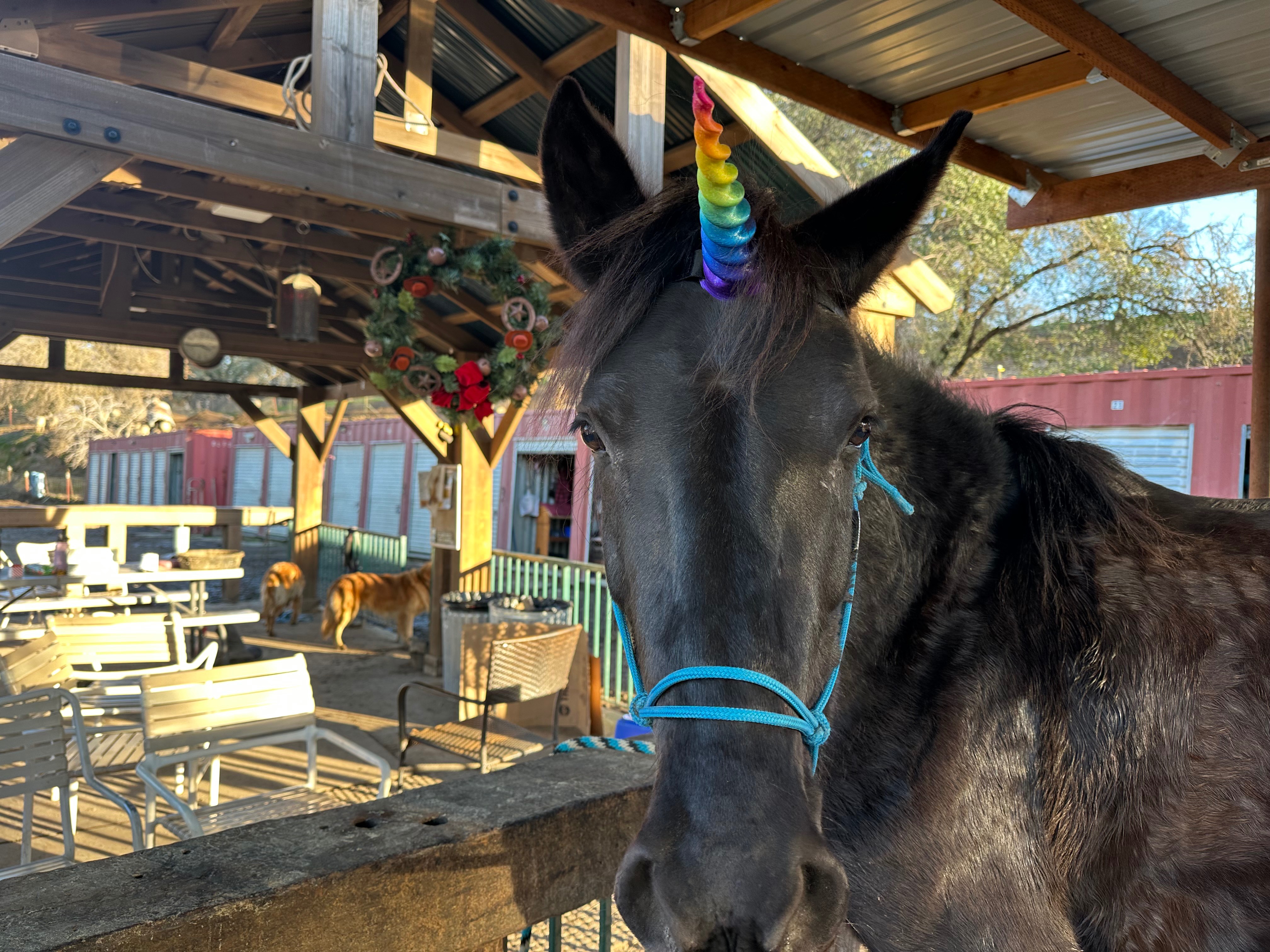 Help Merida Fight in the Horse Intensive Care Unit campaign photo, 5 of 8