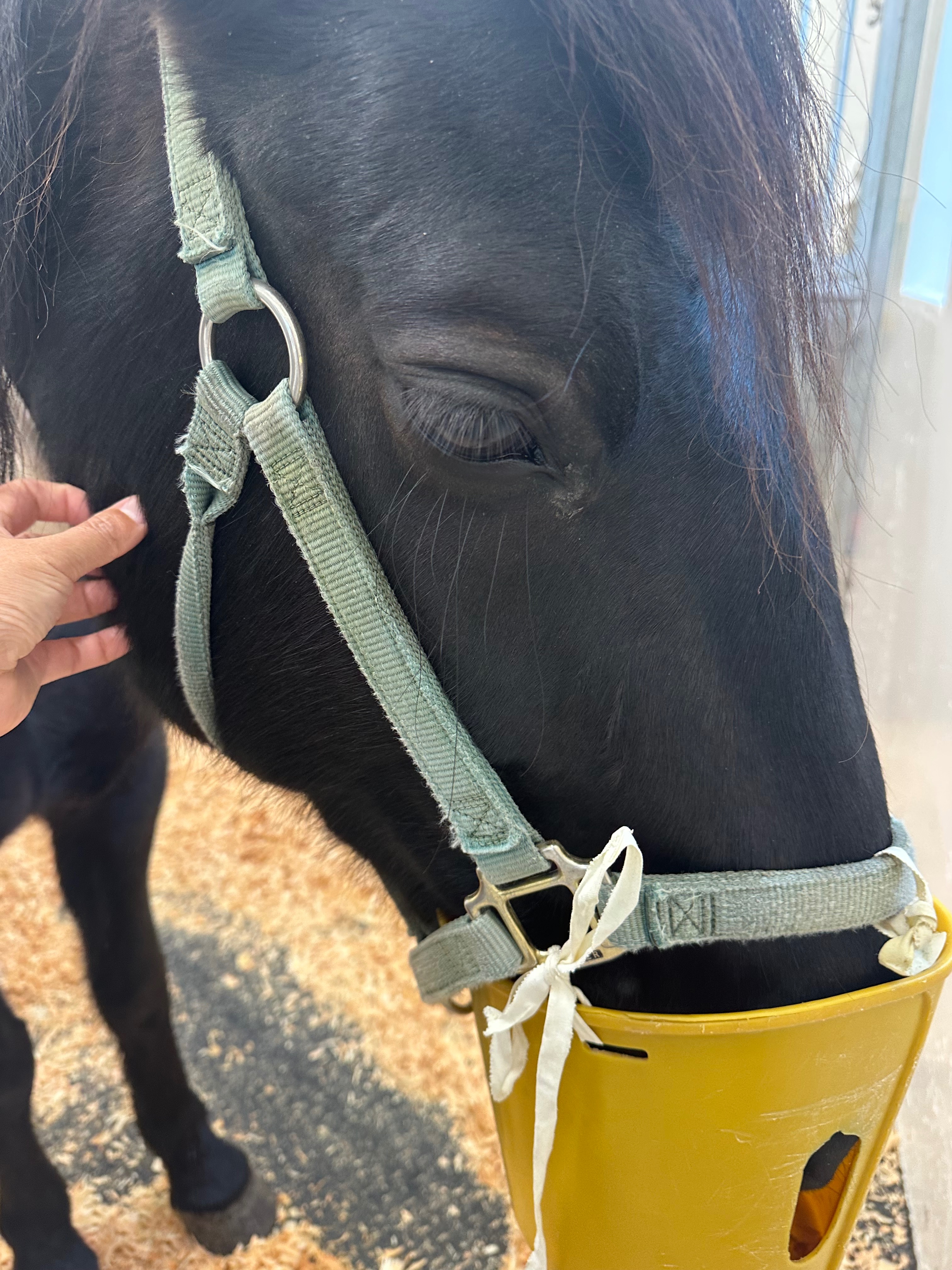 Help Merida Fight in the Horse Intensive Care Unit campaign photo, 6 of 8