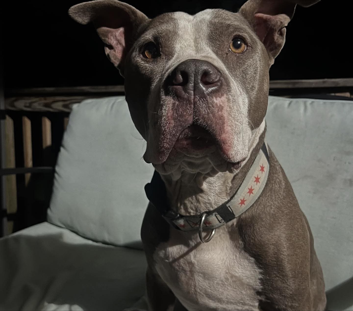 Support Rhino’s Surgery and Recovery campaign photo, 6 of 8