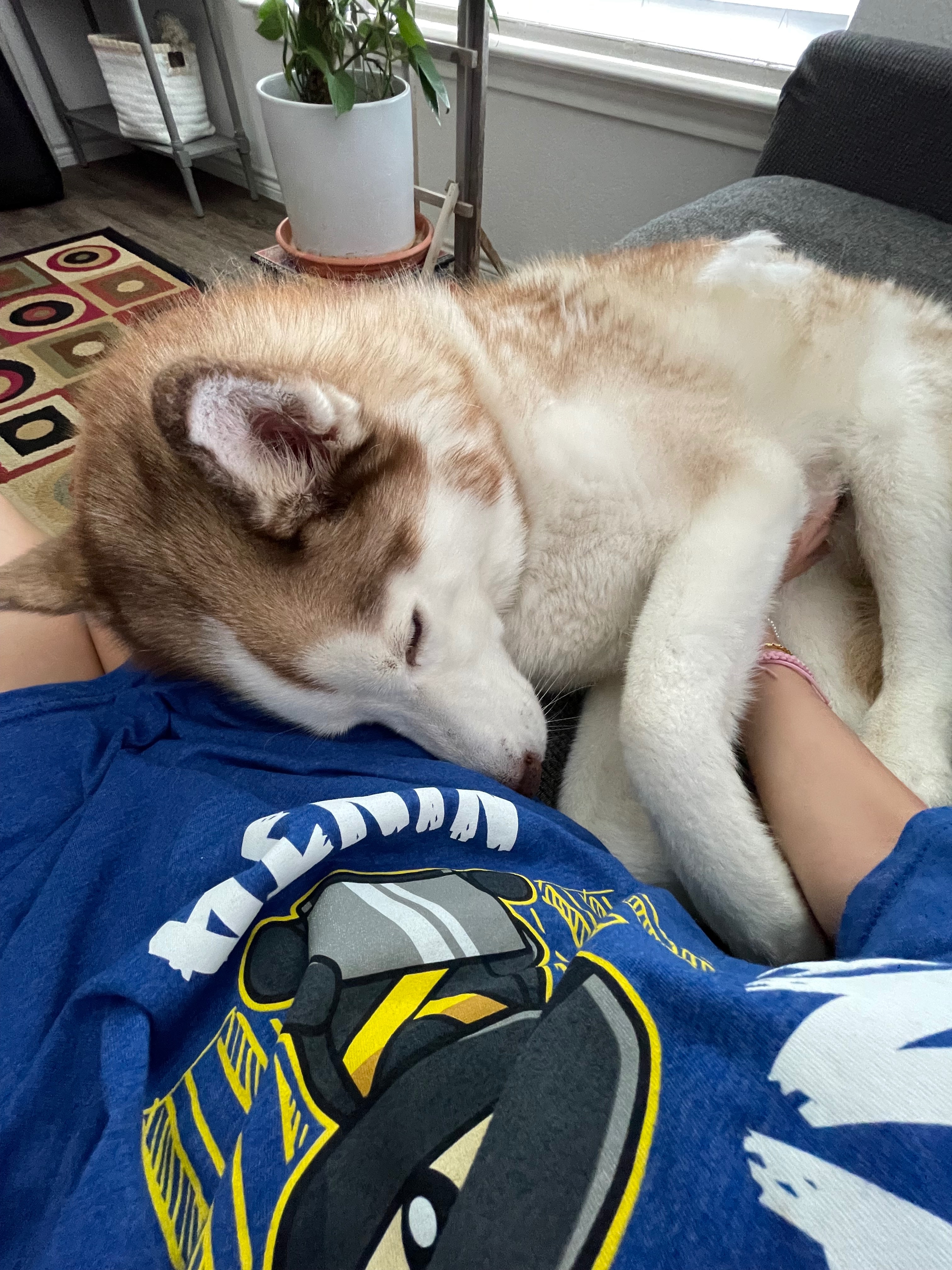 Help Save Bailey from Bone Cancer campaign photo, 4 of 7