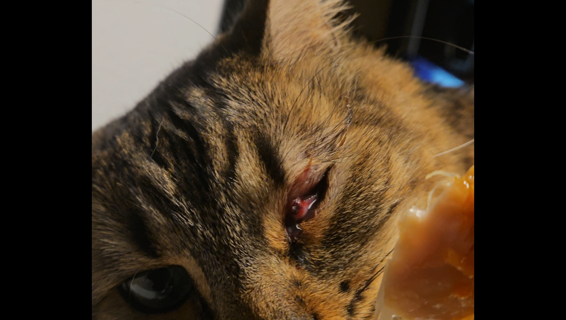 Help Save Harley’s Eye photo