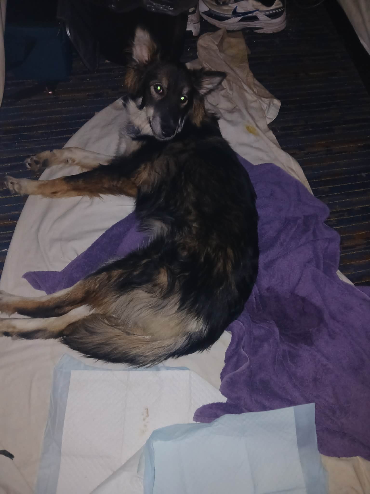 Help Angel Beat Parvo and Stay With Our Family campaign photo, 6 of 7