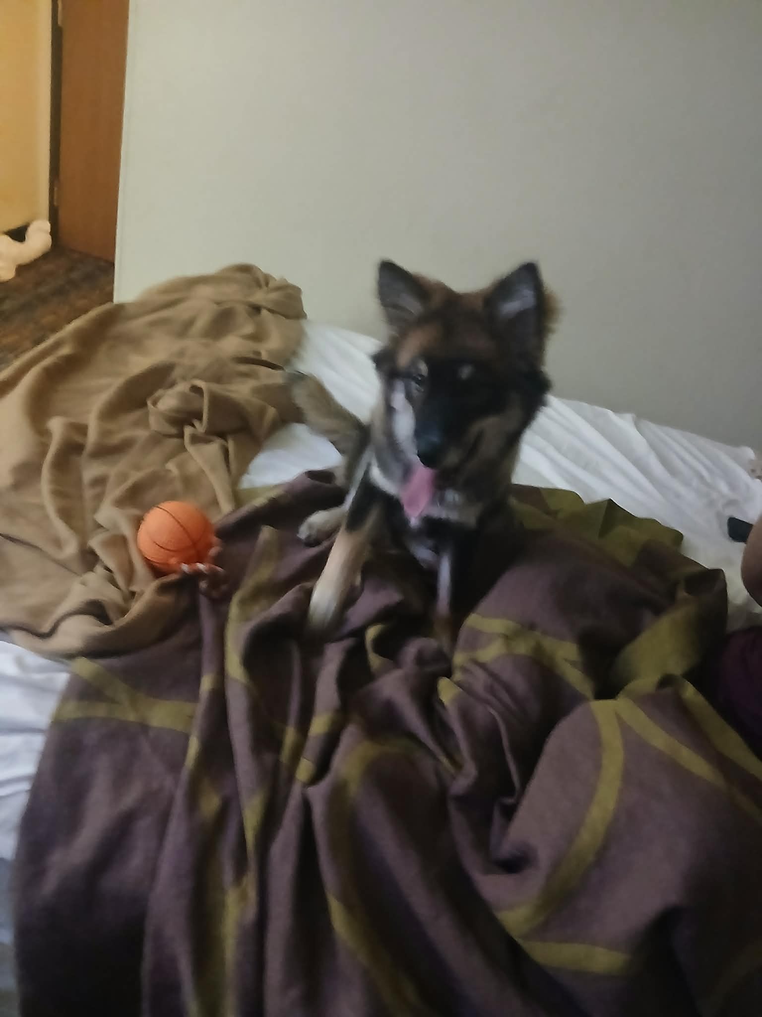 Help Angel Beat Parvo and Stay With Our Family campaign photo, 2 of 7