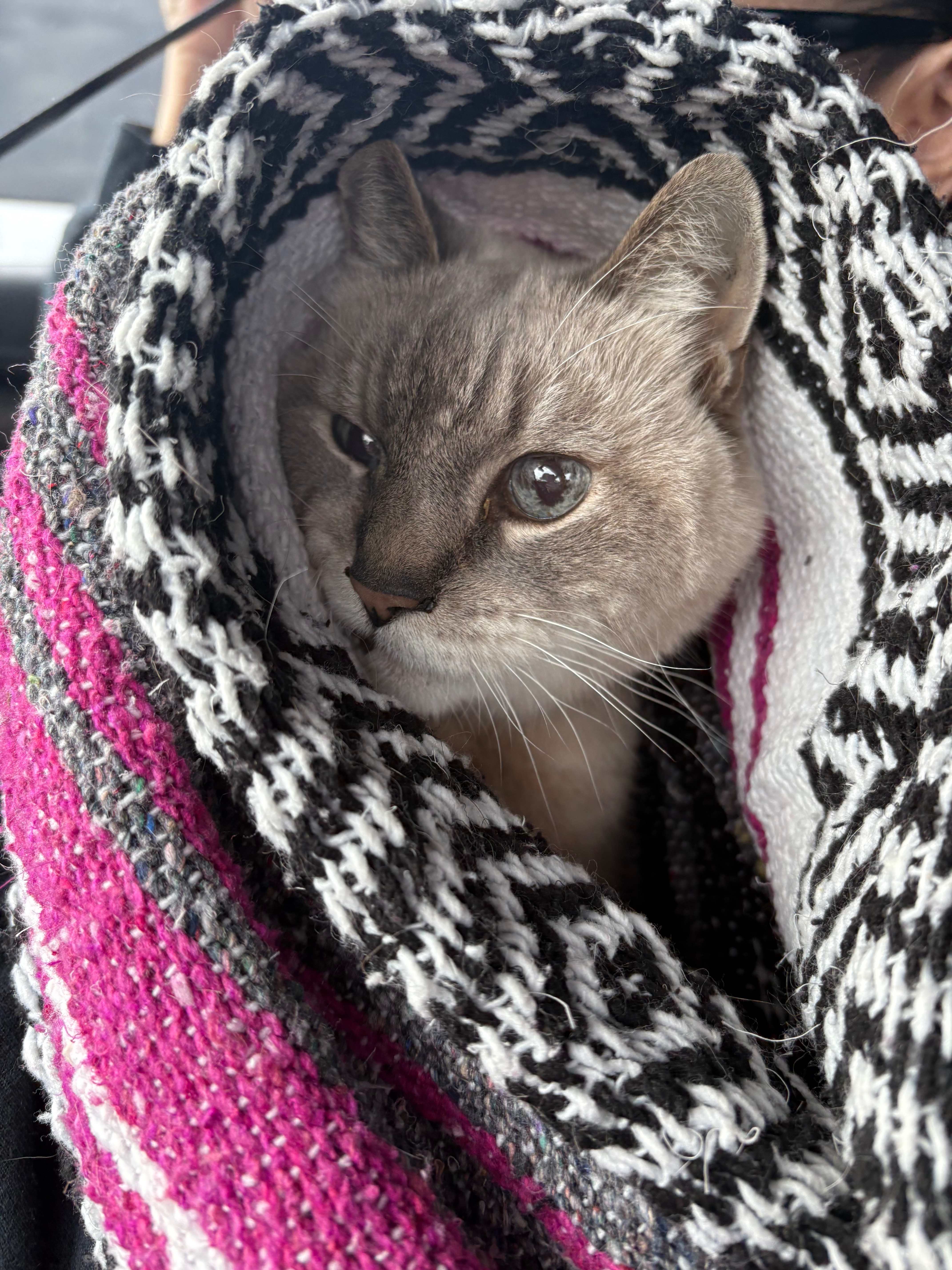 Goodbye to King Louie Support campaign photo, 4 of 6