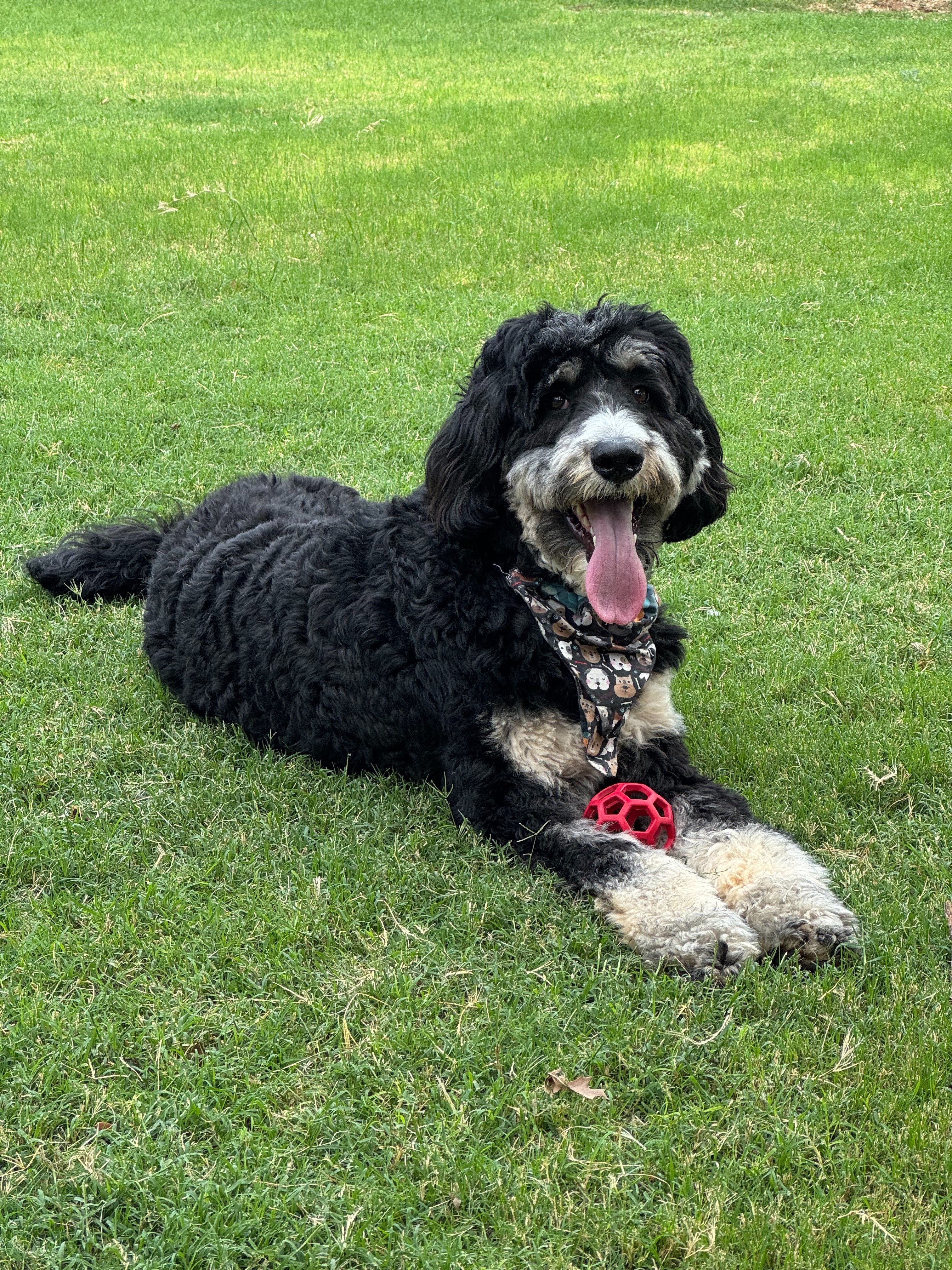 Help Oliver Get His Hip Surgery campaign photo, 4 of 8