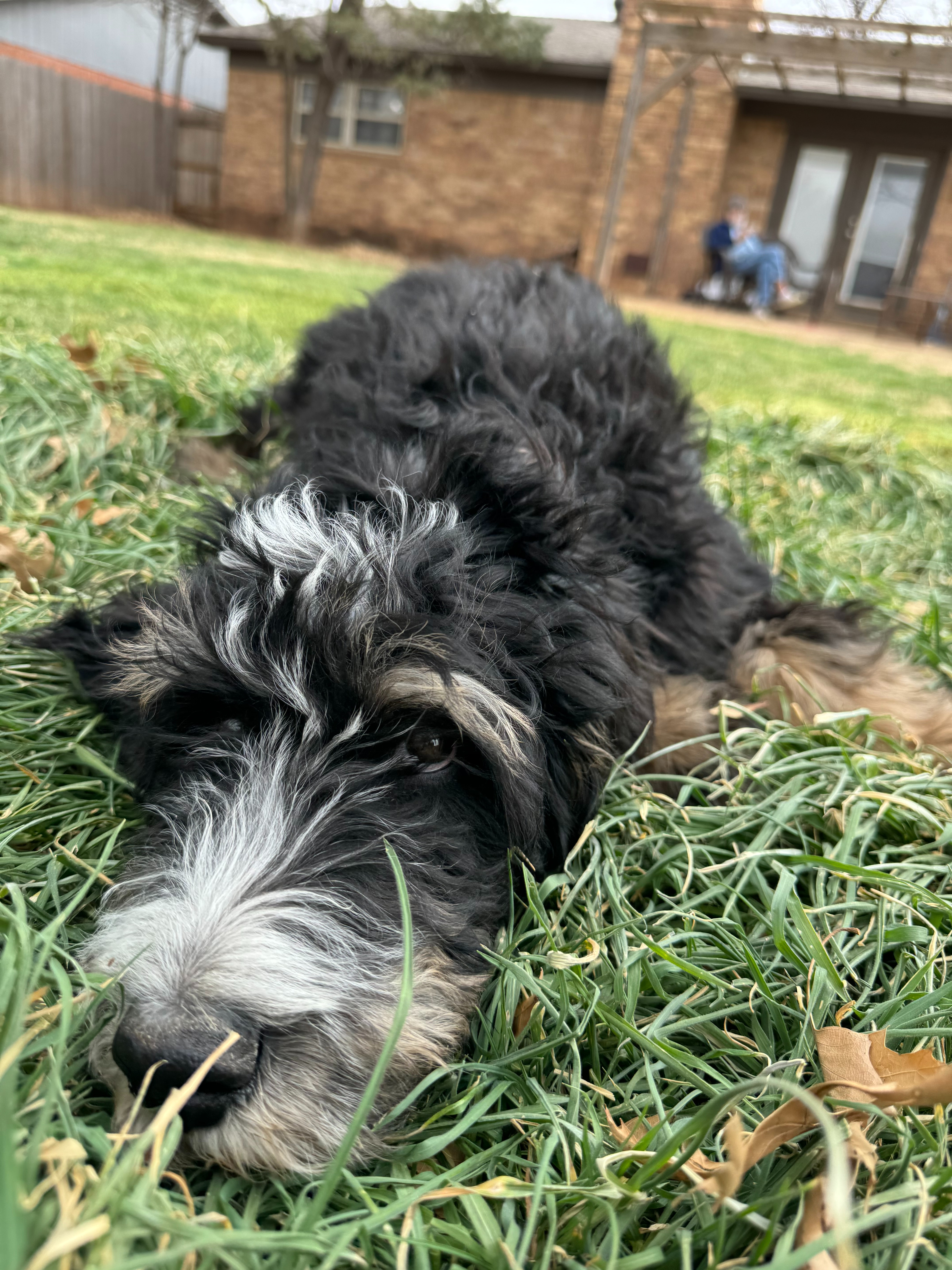 Help Oliver Get His Hip Surgery campaign photo, 6 of 8