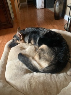 Sadie’s kidney failure campaign photo, 5 of 6