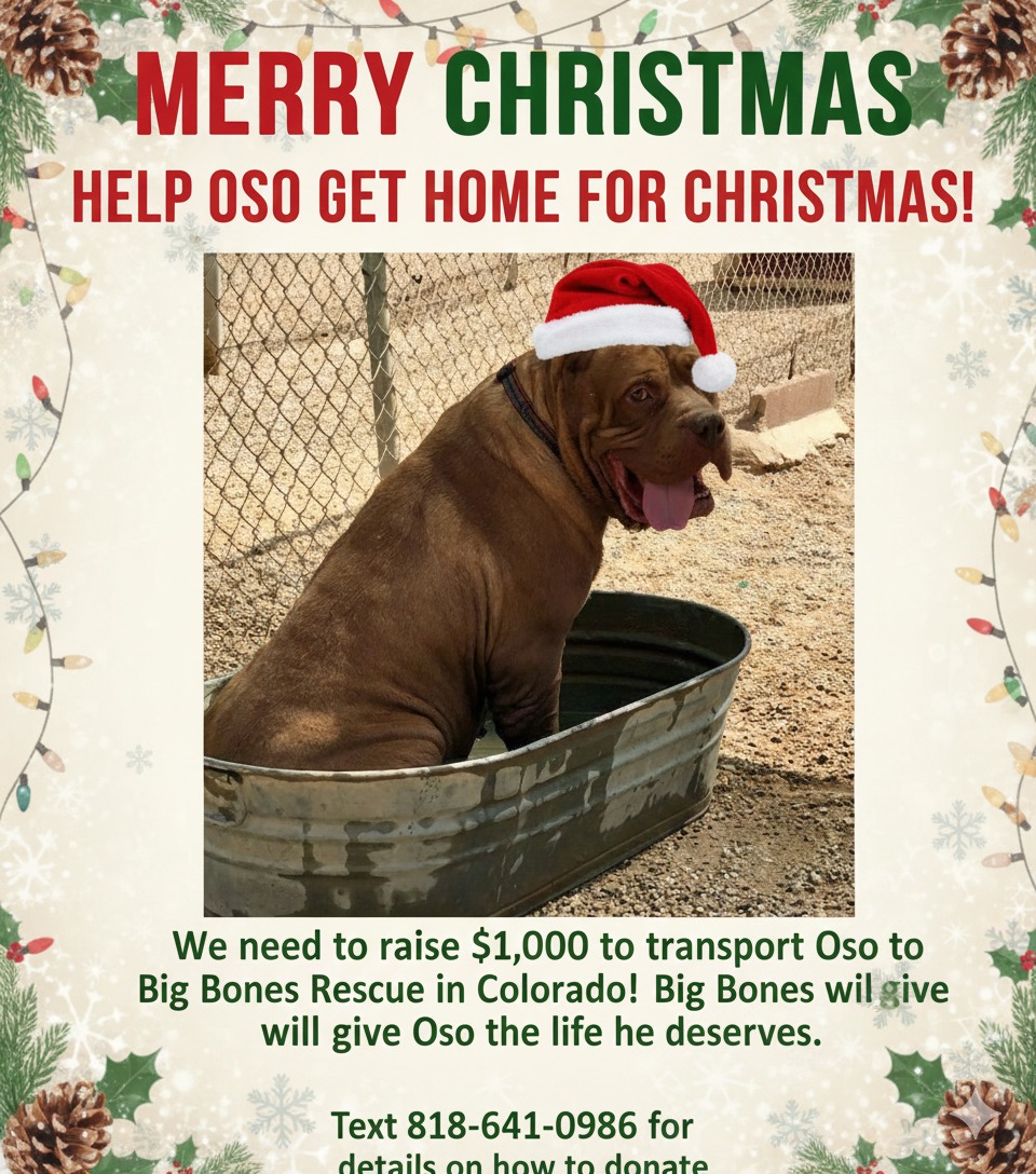 Support Oso’s Christmas Miracle Rescue campaign photo, 2 of 5