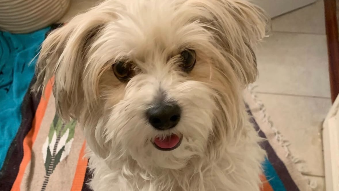 Help Murphy Get Urgent Dental Surgery photo