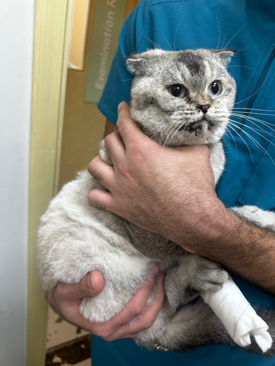 Please help this cat that was thrown out the window campaign photo, 6 of 6