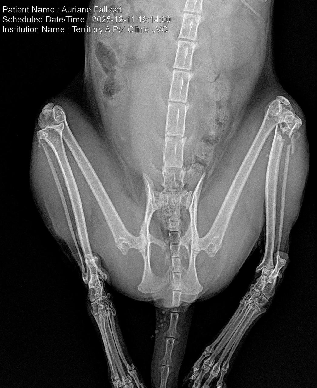 Please help this cat that was thrown out the window campaign photo, 2 of 6