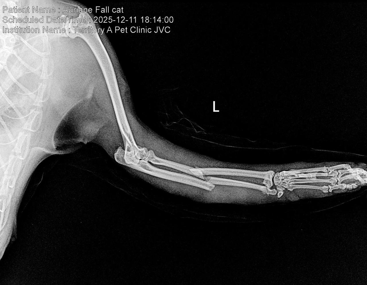 Please help this cat that was thrown out the window campaign photo, 4 of 6