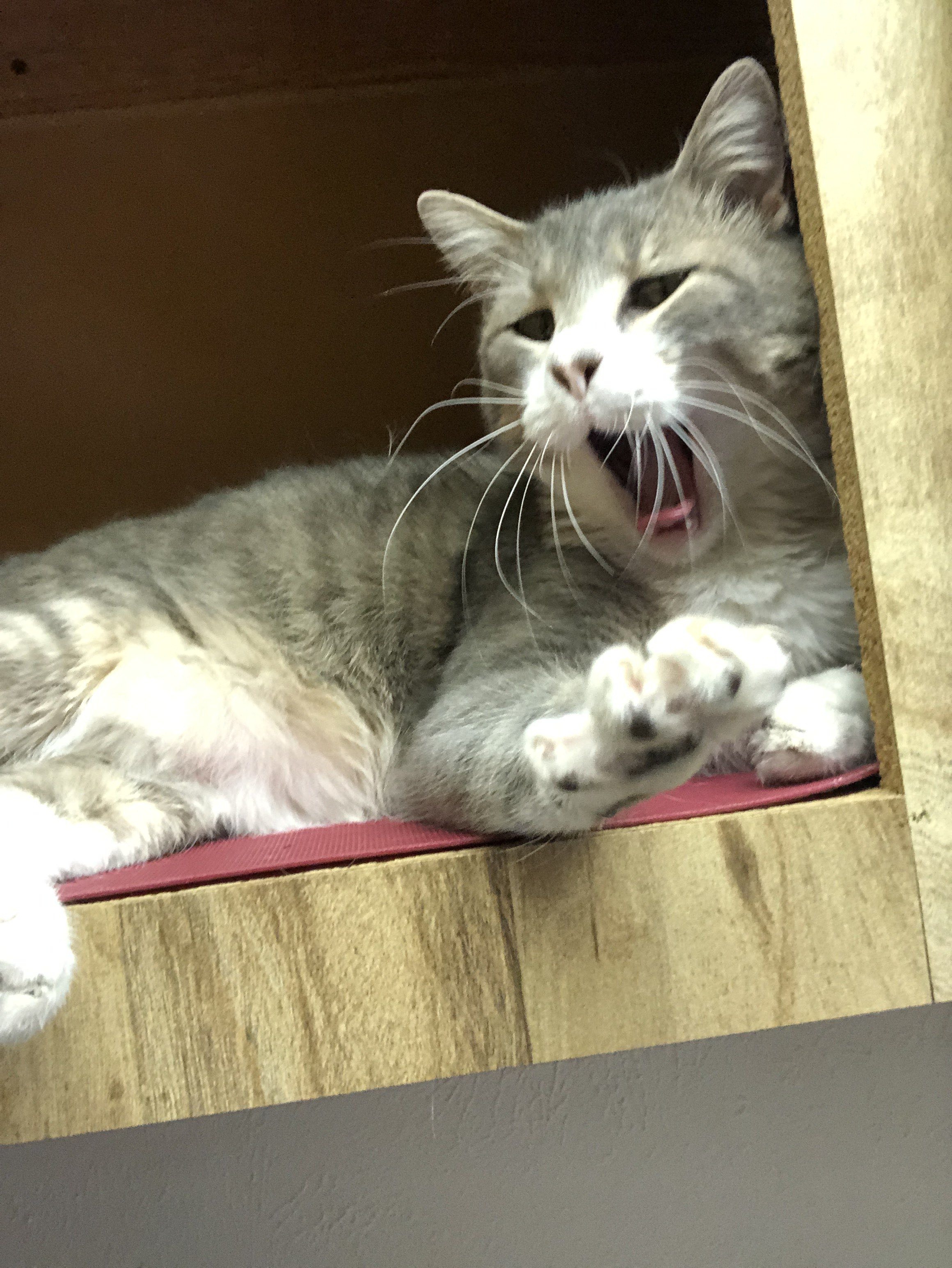 Help Support Chester's Emergency Veterinary Treatment campaign photo, 7 of 8