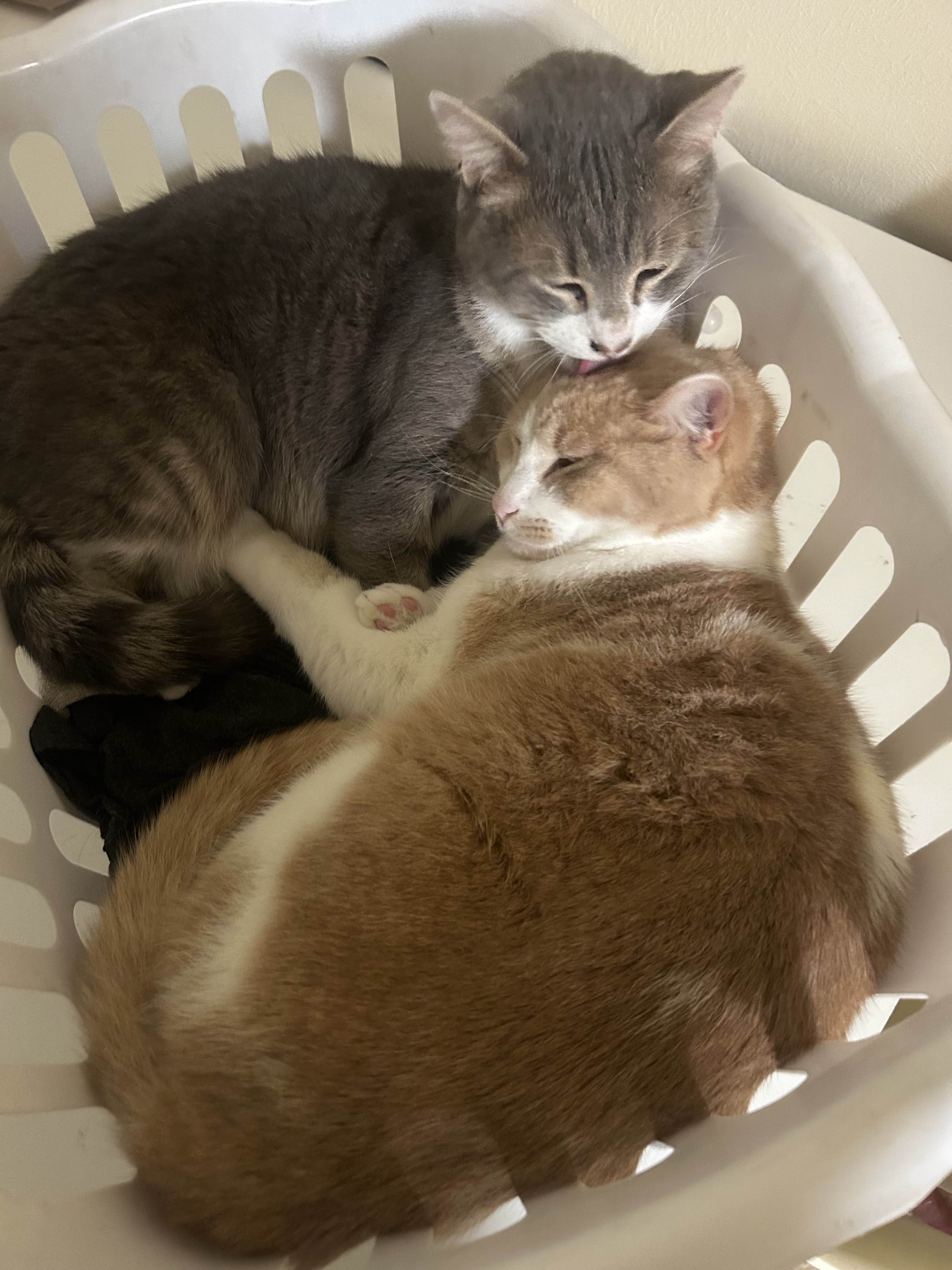 Help Support Chester's Emergency Veterinary Treatment campaign photo, 4 of 8