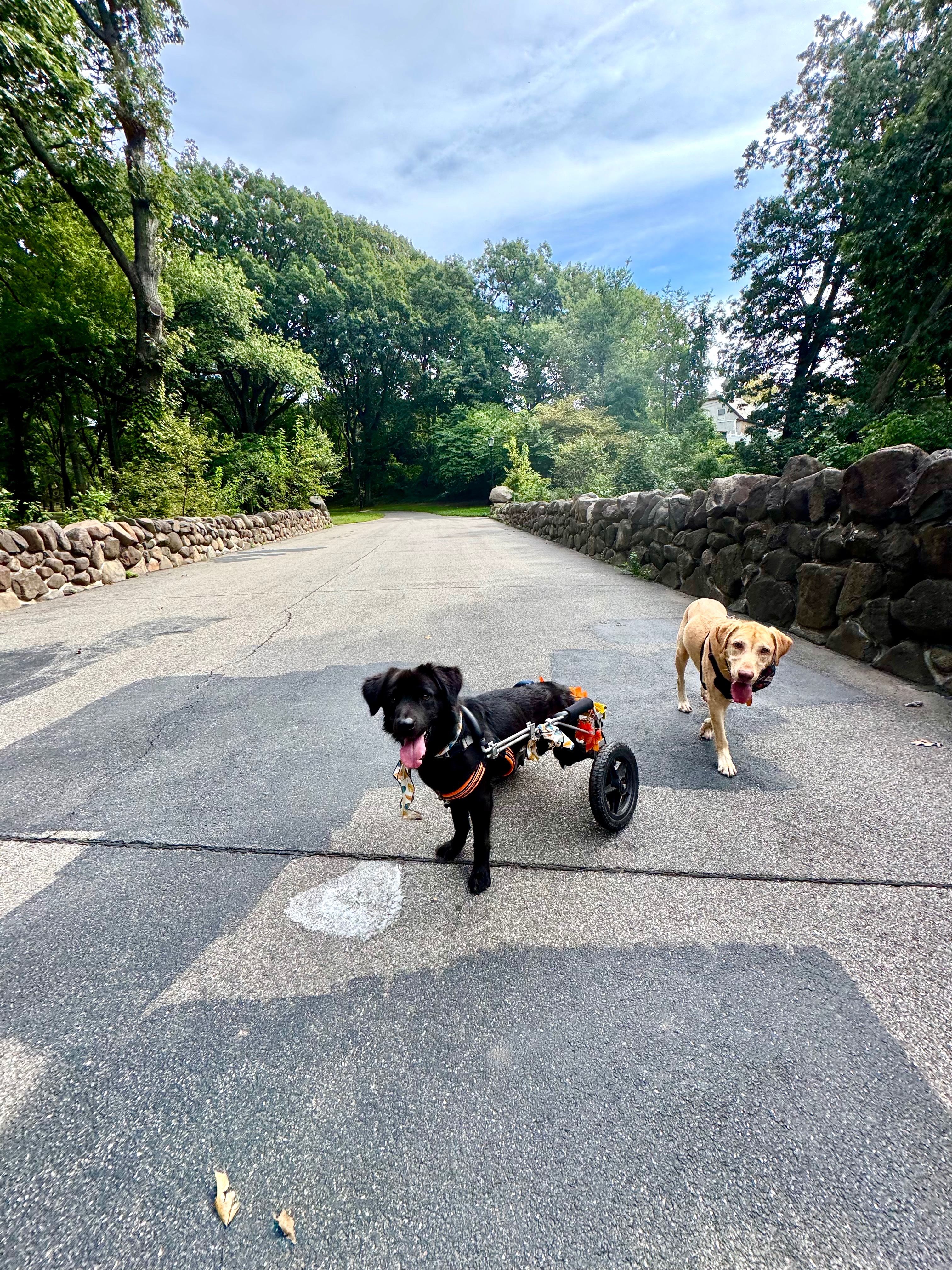 My medical journey & rescue pack desperately need support! campaign photo, 4 of 7