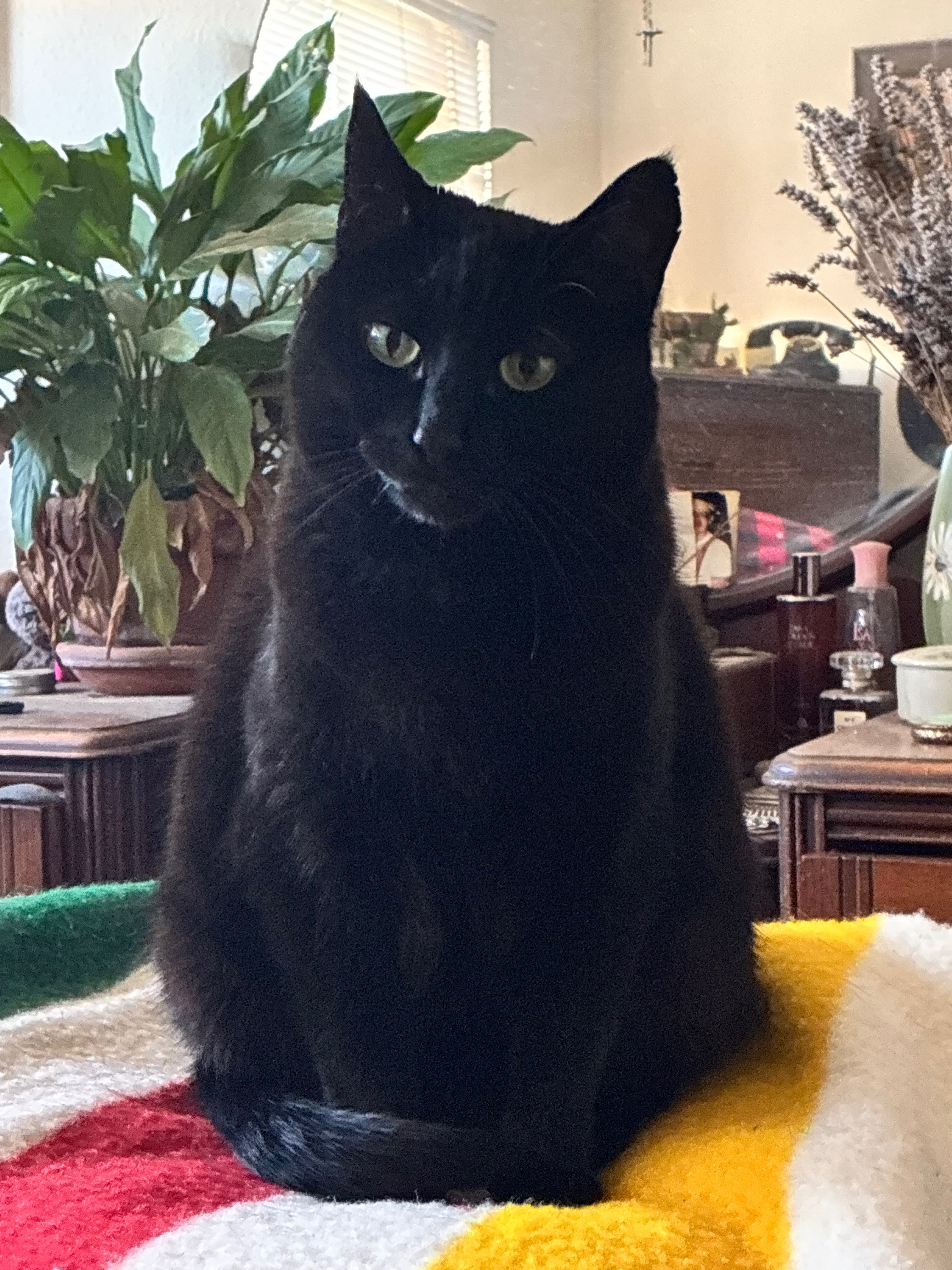 Community Care for Kim's Beloved Pets campaign photo, 5 of 7