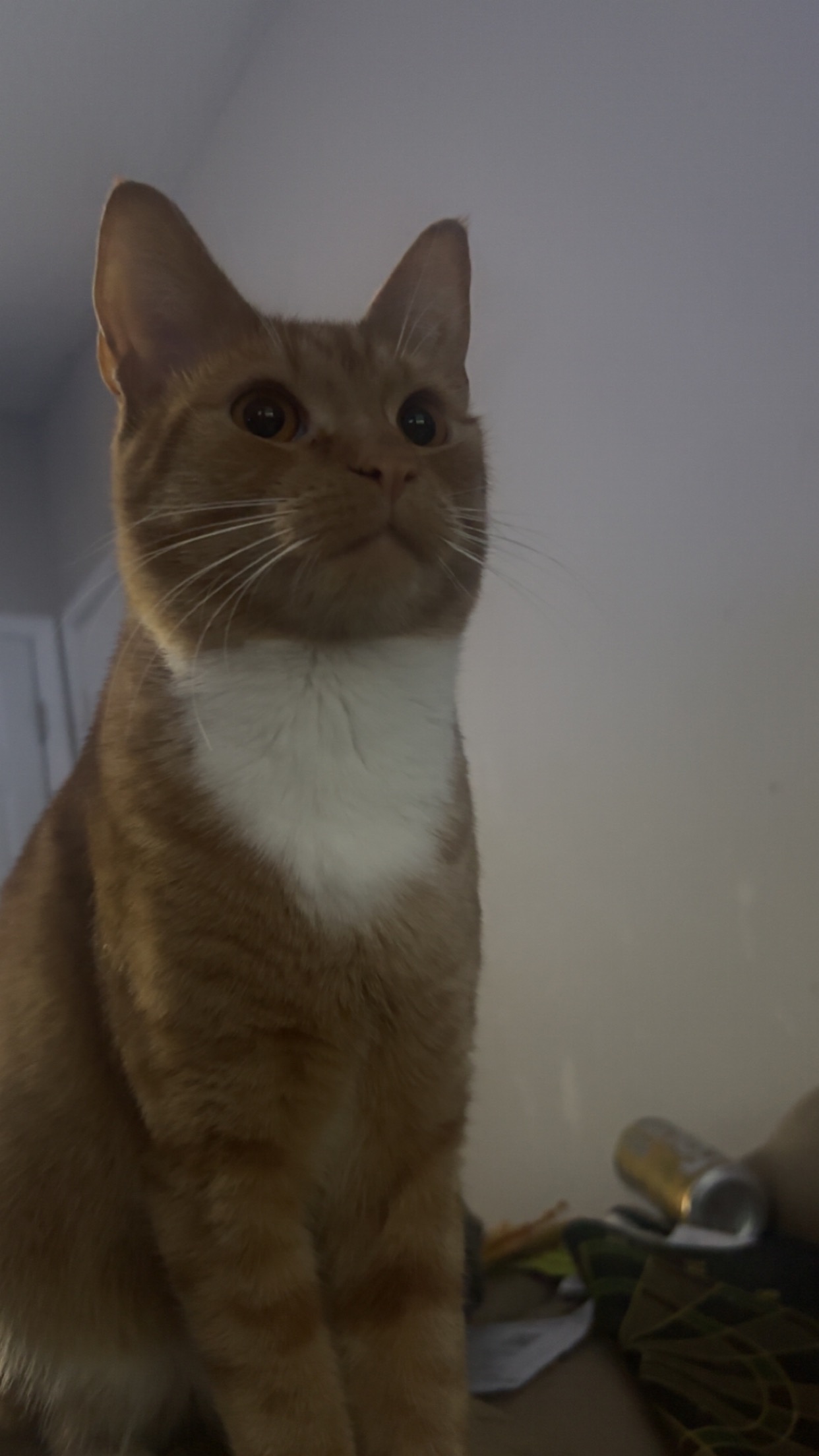 Support Matthew After Fire Displaces Him and His Cats campaign photo, 2 of 8