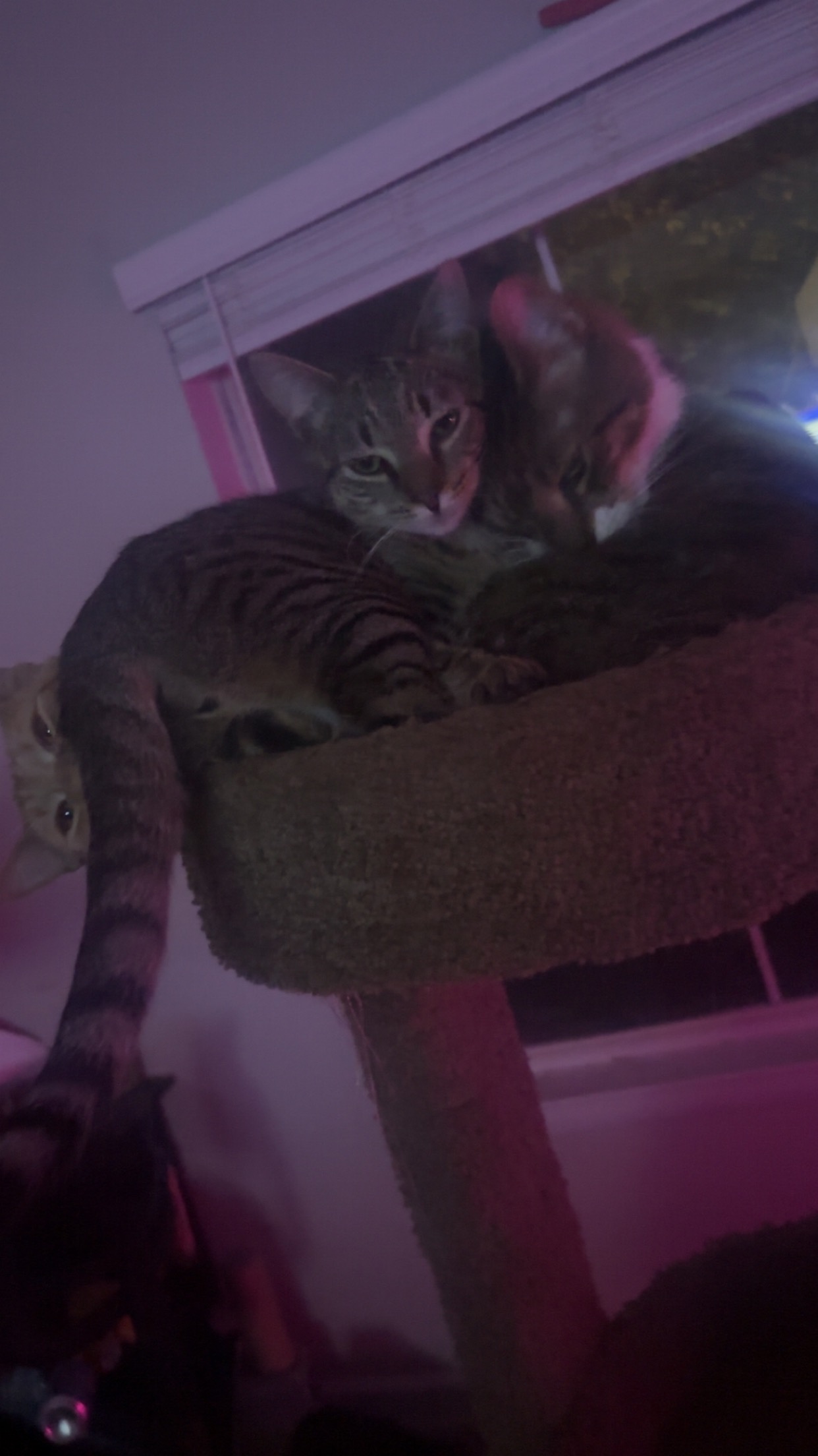 Support Matthew After Fire Displaces Him and His Cats campaign photo, 4 of 8