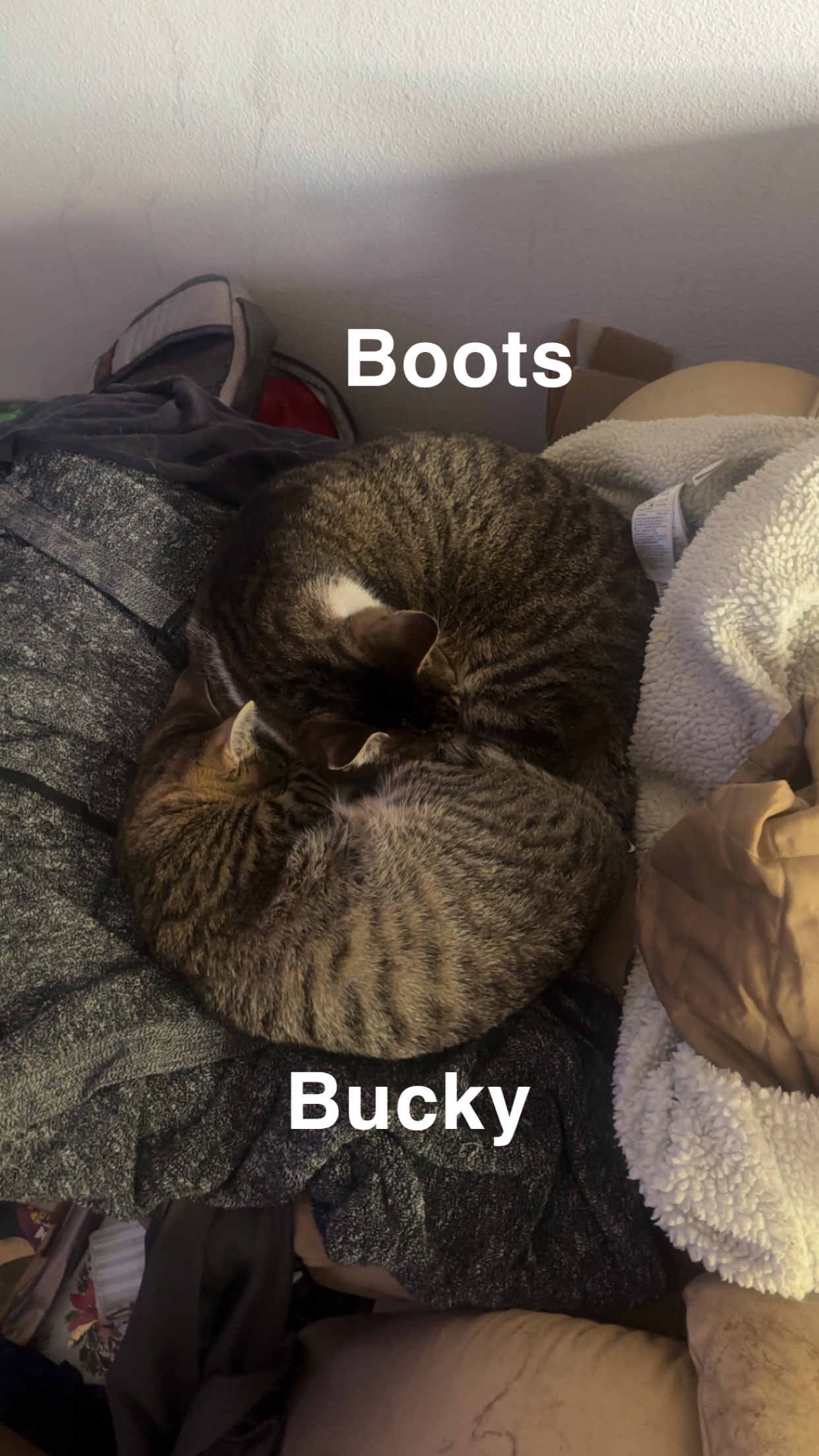 Support Matthew After Fire Displaces Him and His Cats campaign photo, 5 of 8