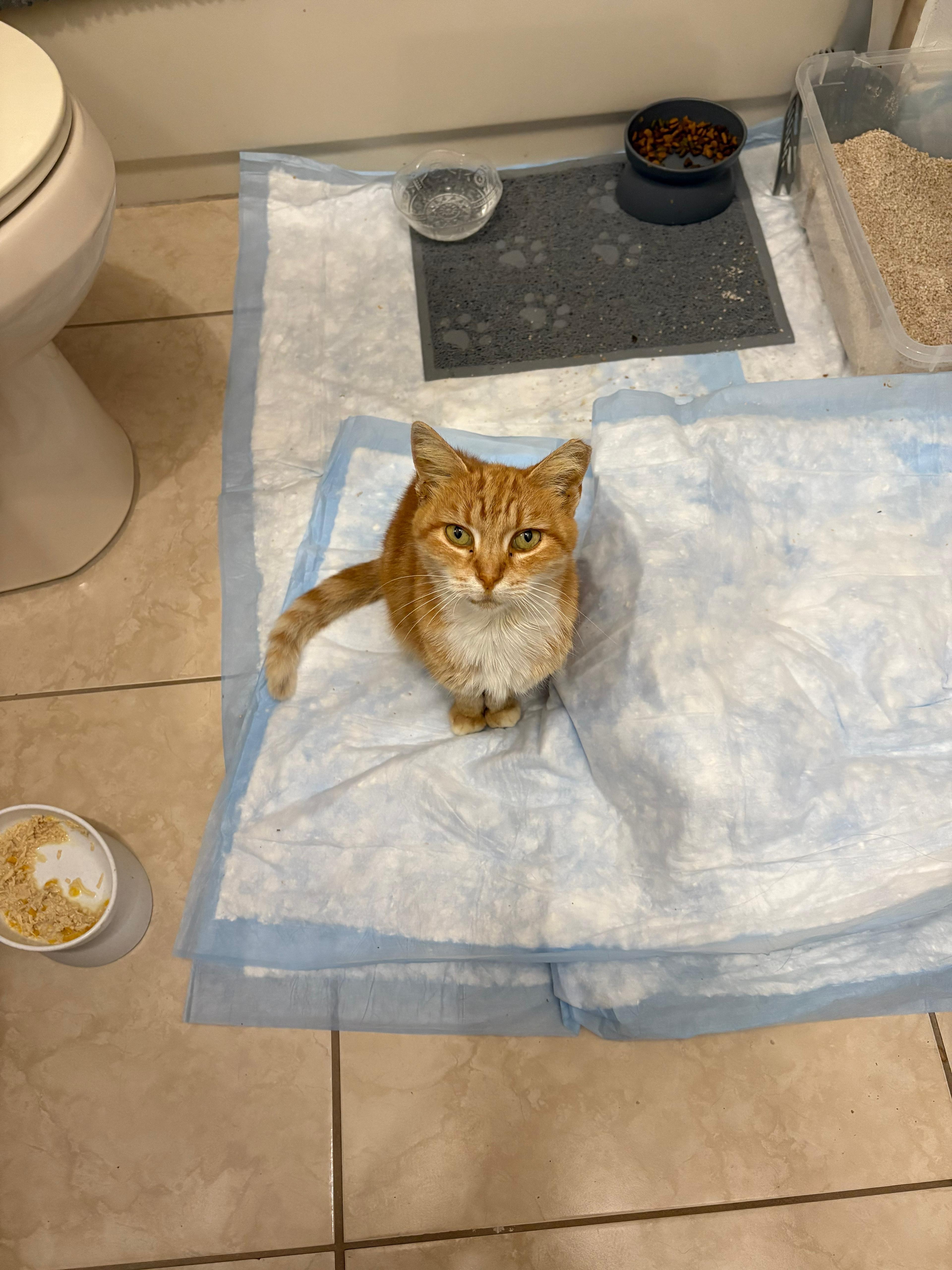 Tiny Tim - Left  Behind need our help campaign photo, 4 of 8