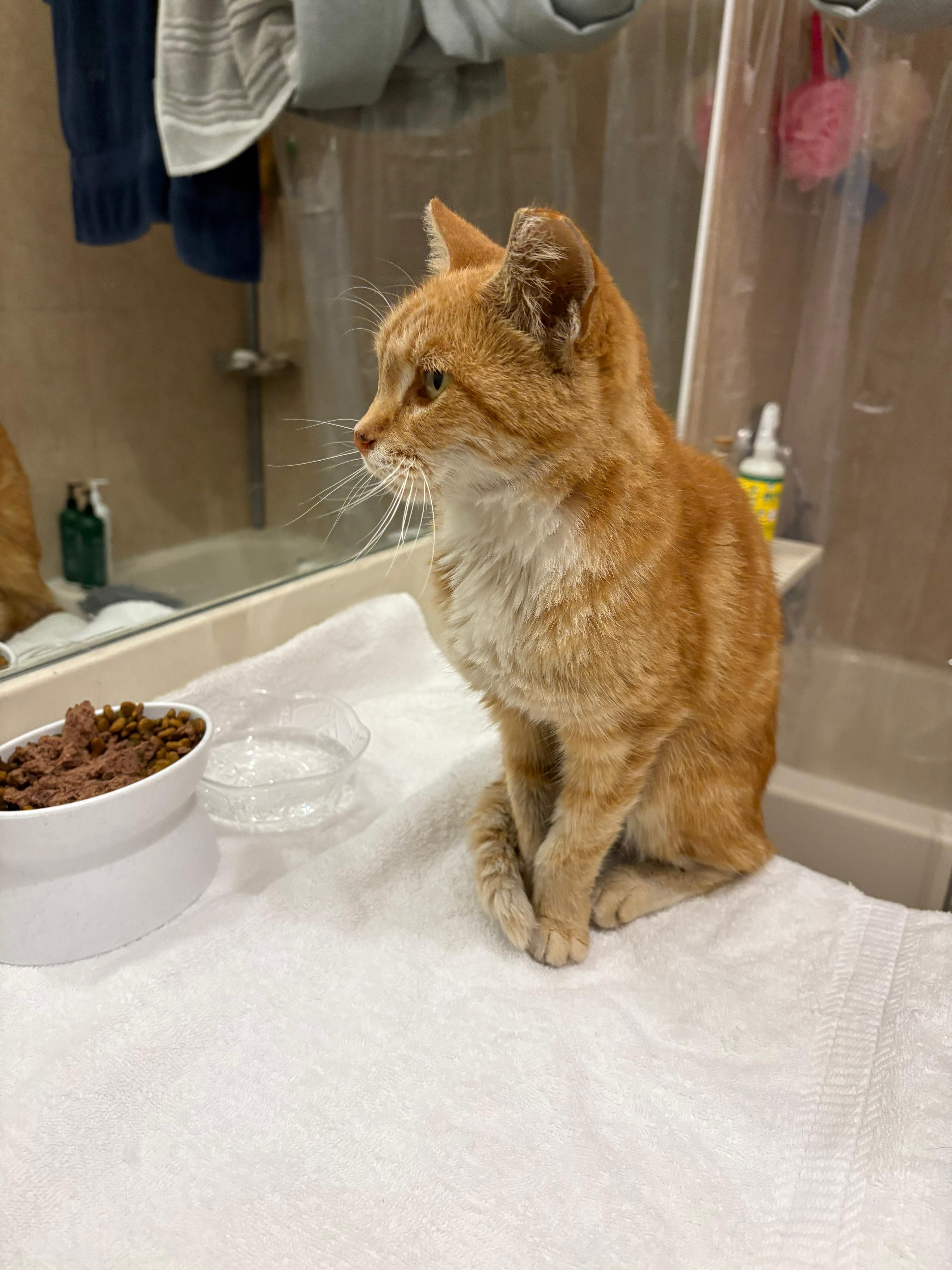Tiny Tim - Left  Behind need our help campaign photo, 6 of 8