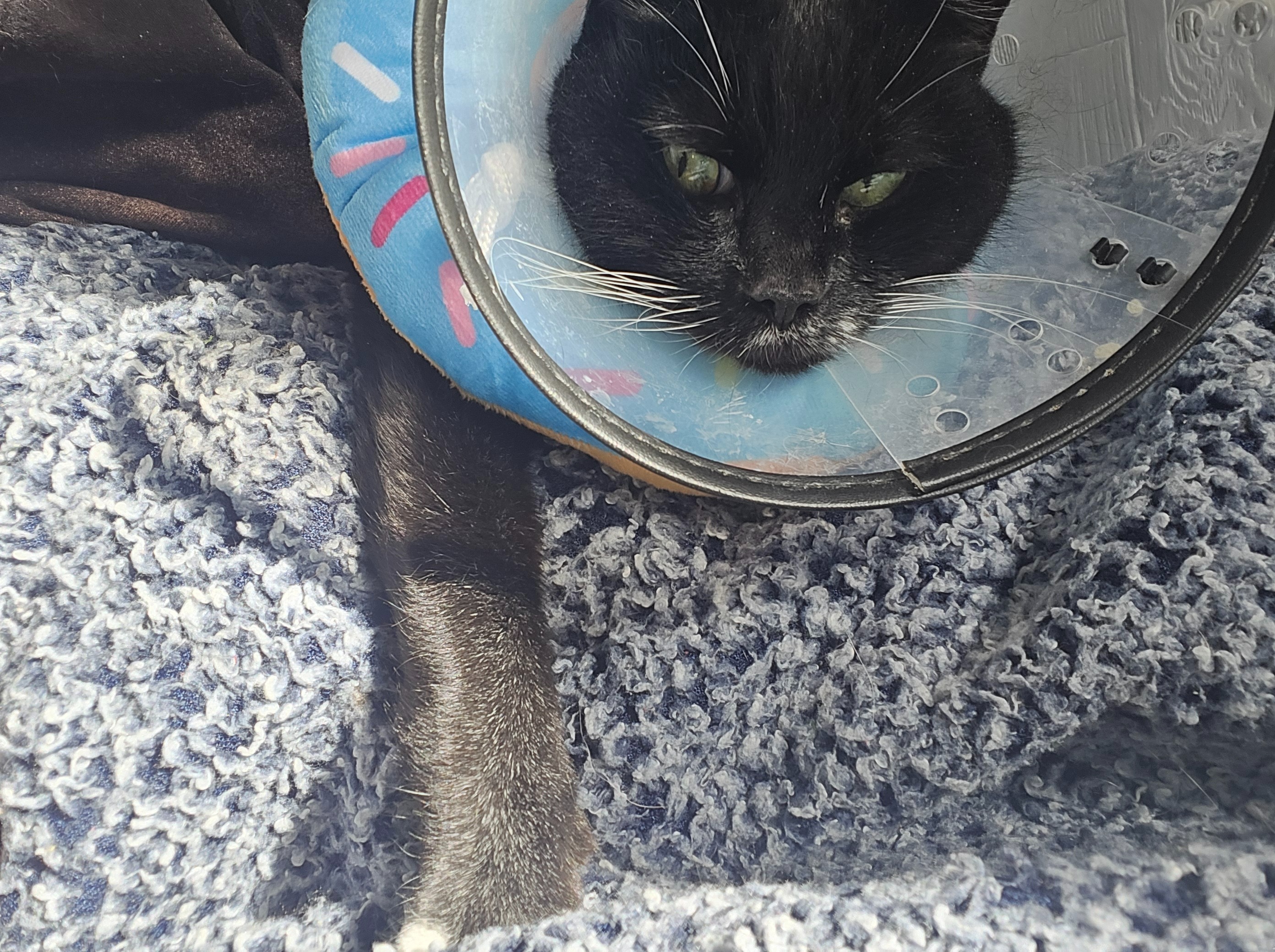 Save Salicstia from Tail Amputation campaign photo, 6 of 7