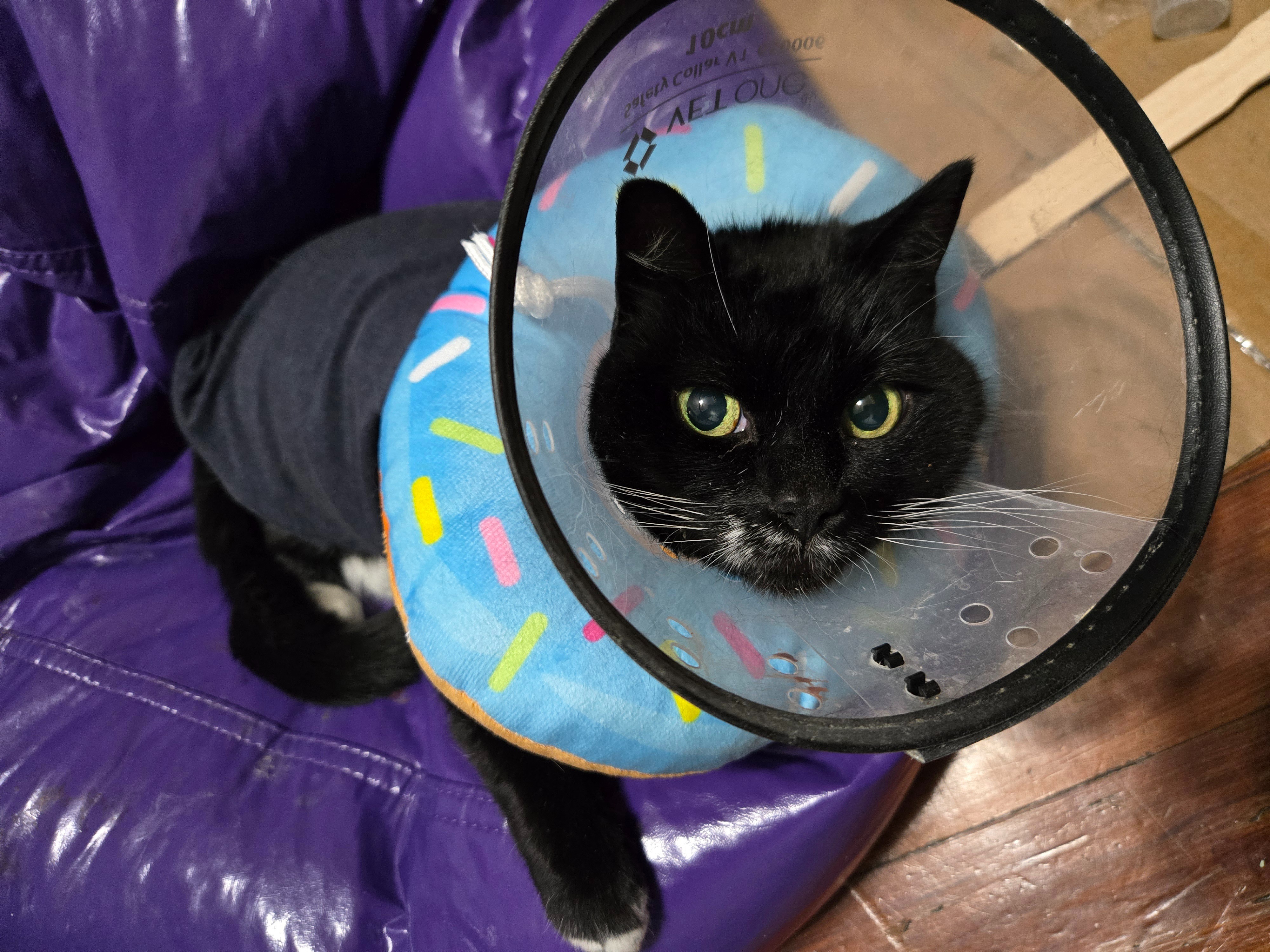 Save Salicstia from Tail Amputation campaign photo, 2 of 7