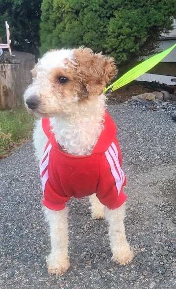 Support Al B. Sure the Puppy’s Journey to Recovery campaign photo, 7 of 8