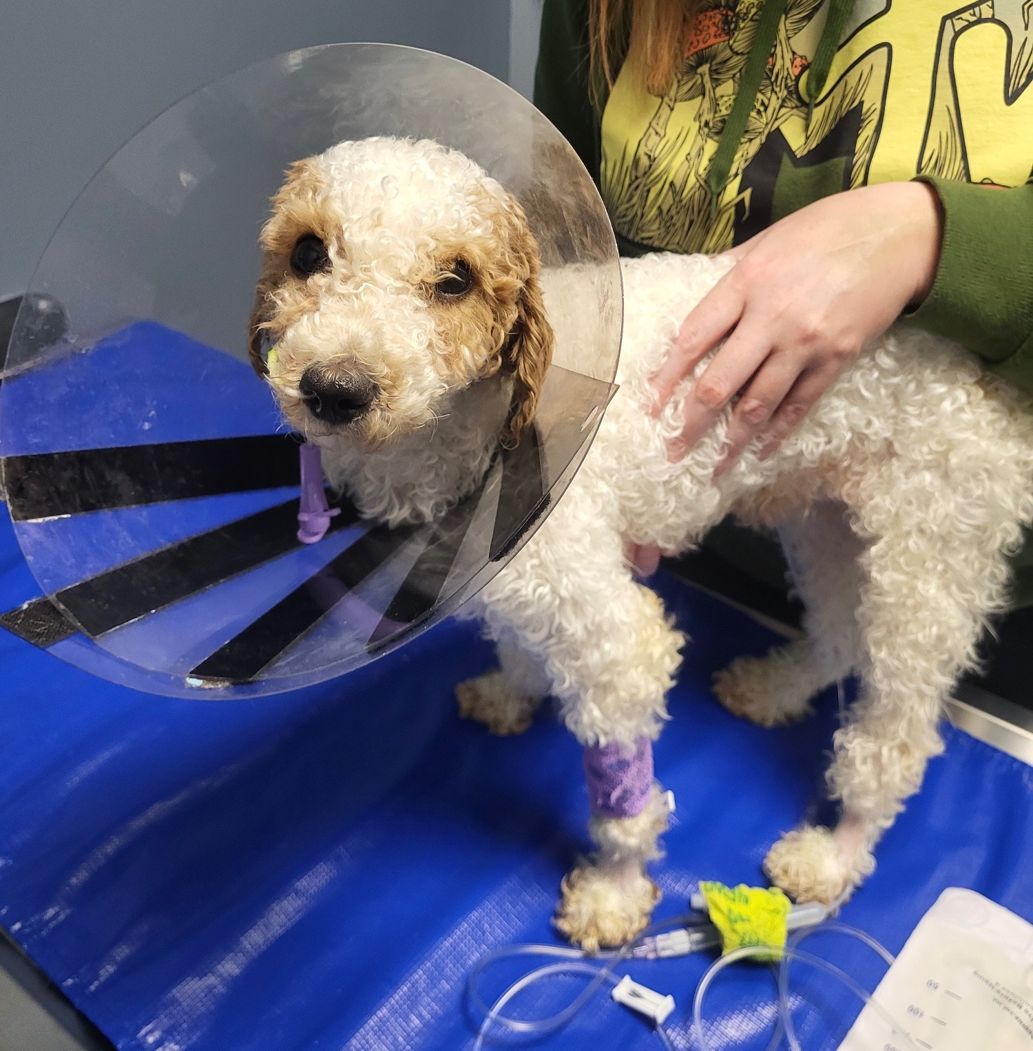 Support Al B. Sure the Puppy’s Journey to Recovery campaign photo, 2 of 8