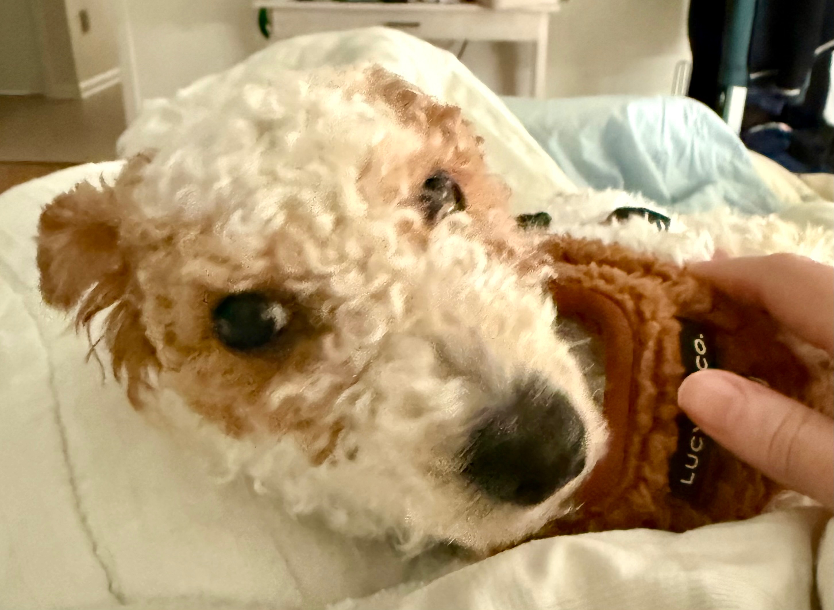 Support Al B. Sure the Puppy’s Journey to Recovery campaign photo, 4 of 8