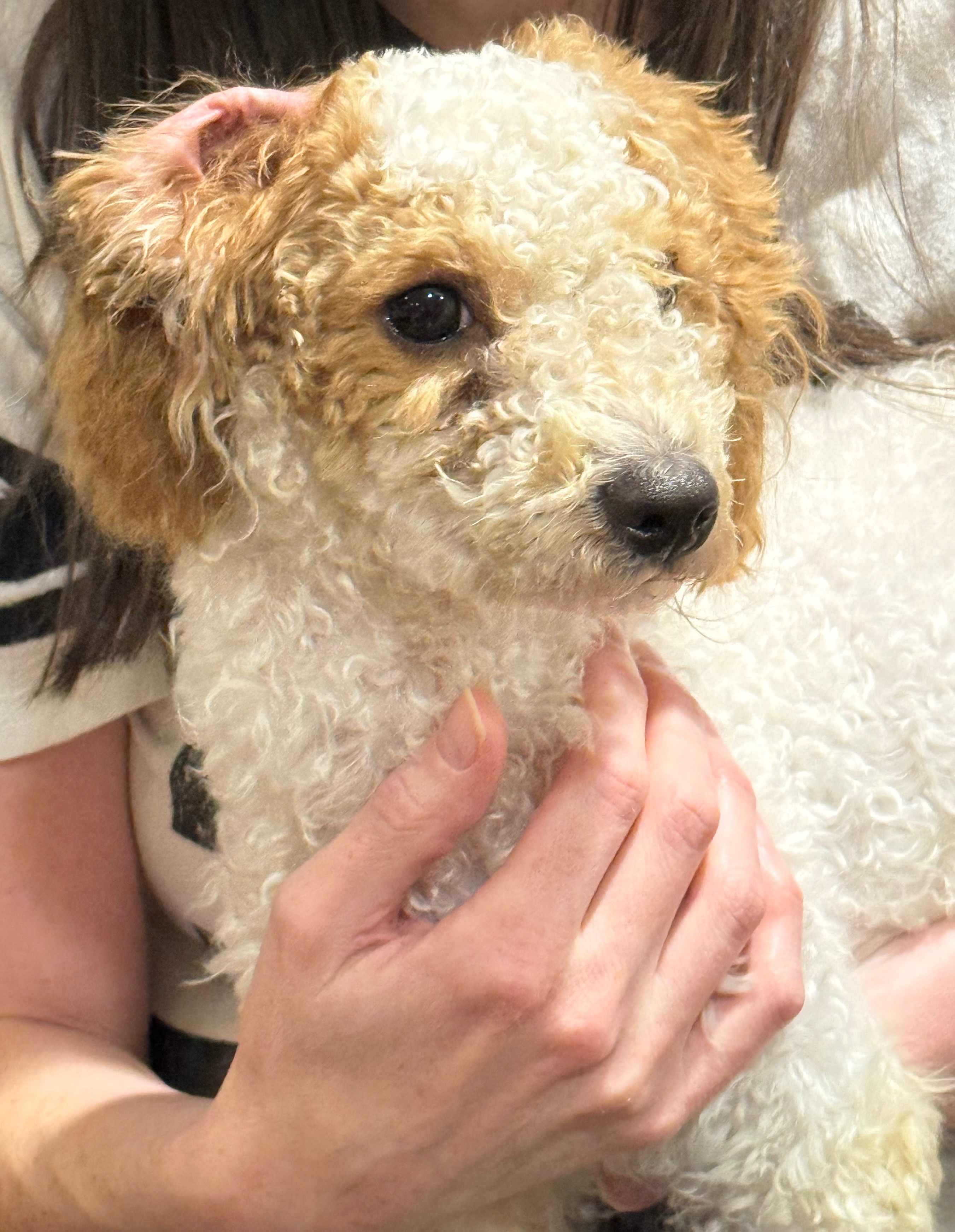 Support Al B. Sure the Puppy’s Journey to Recovery campaign photo, 5 of 8