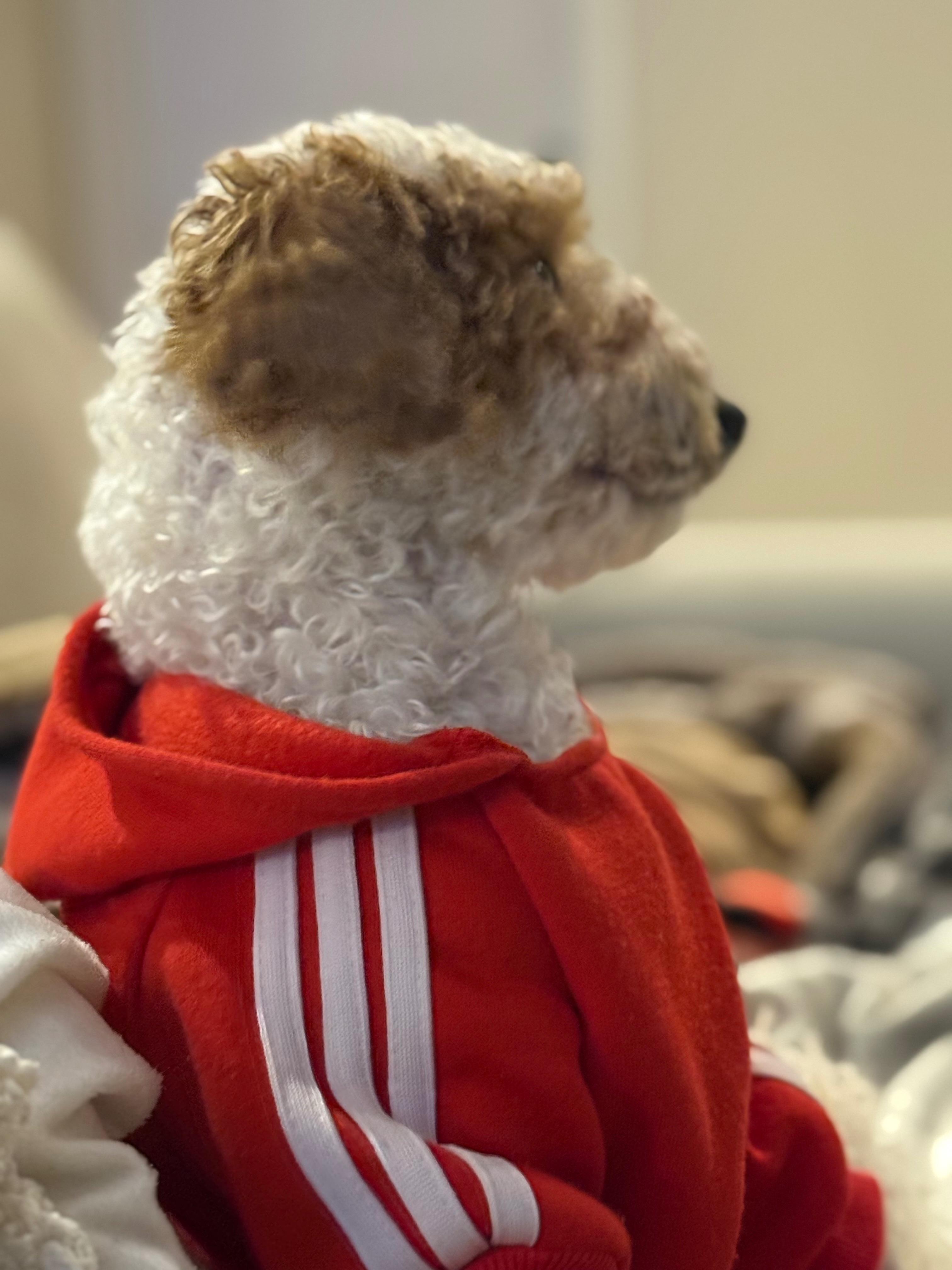 Support Al B. Sure the Puppy’s Journey to Recovery campaign photo, 6 of 8
