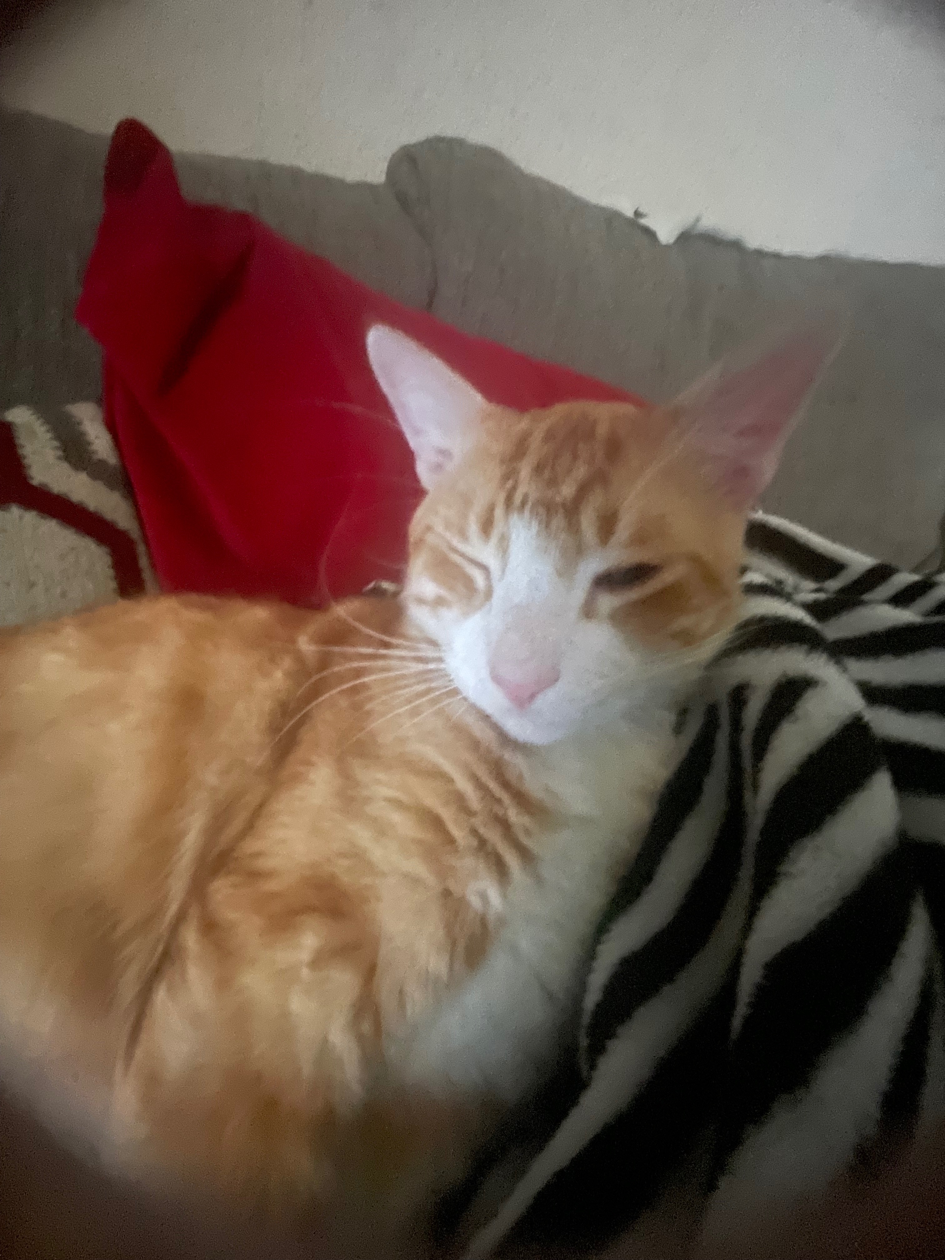 Help Camilo Get the Surgery He Needs campaign photo, 2 of 5