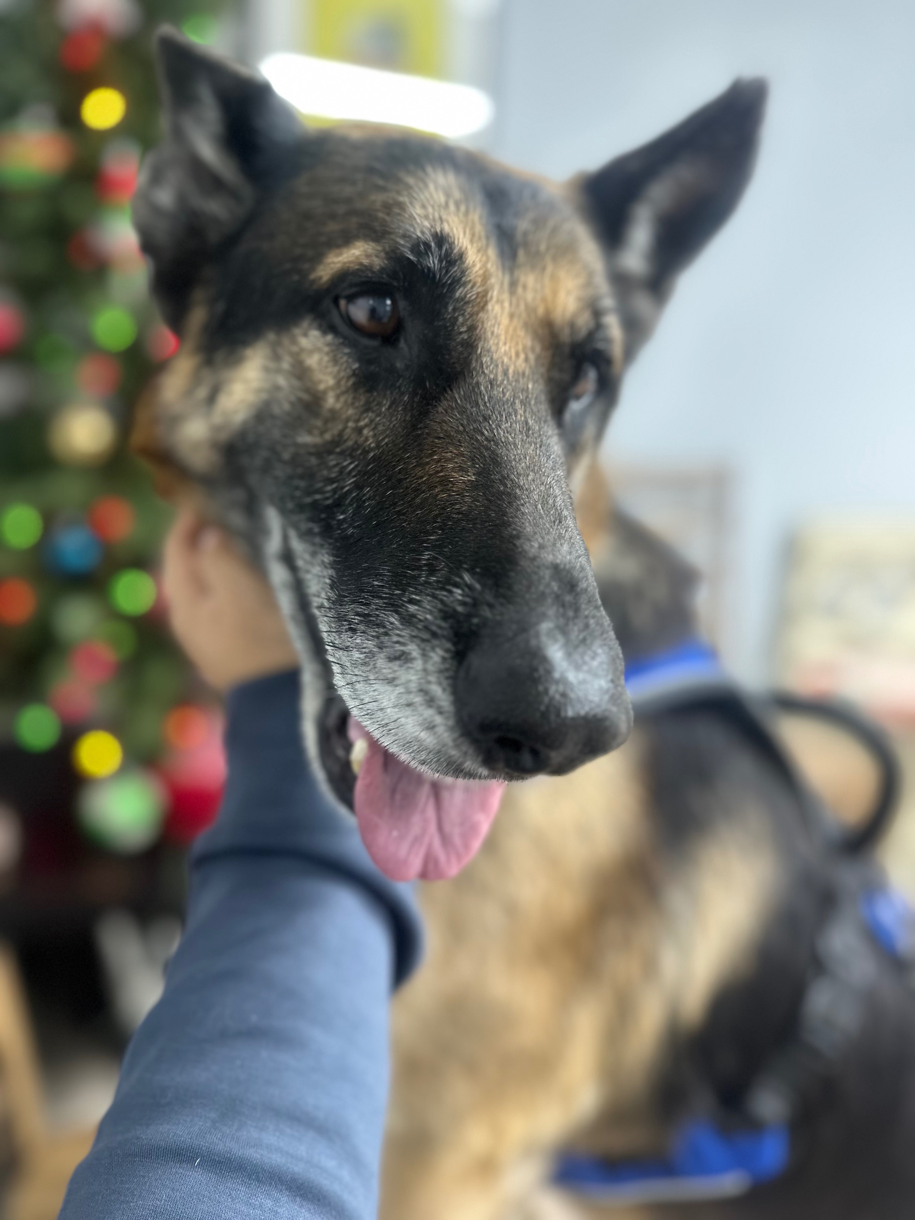 Help Charlie Beat Heartworm and Enjoy His New Home campaign photo, 2 of 4
