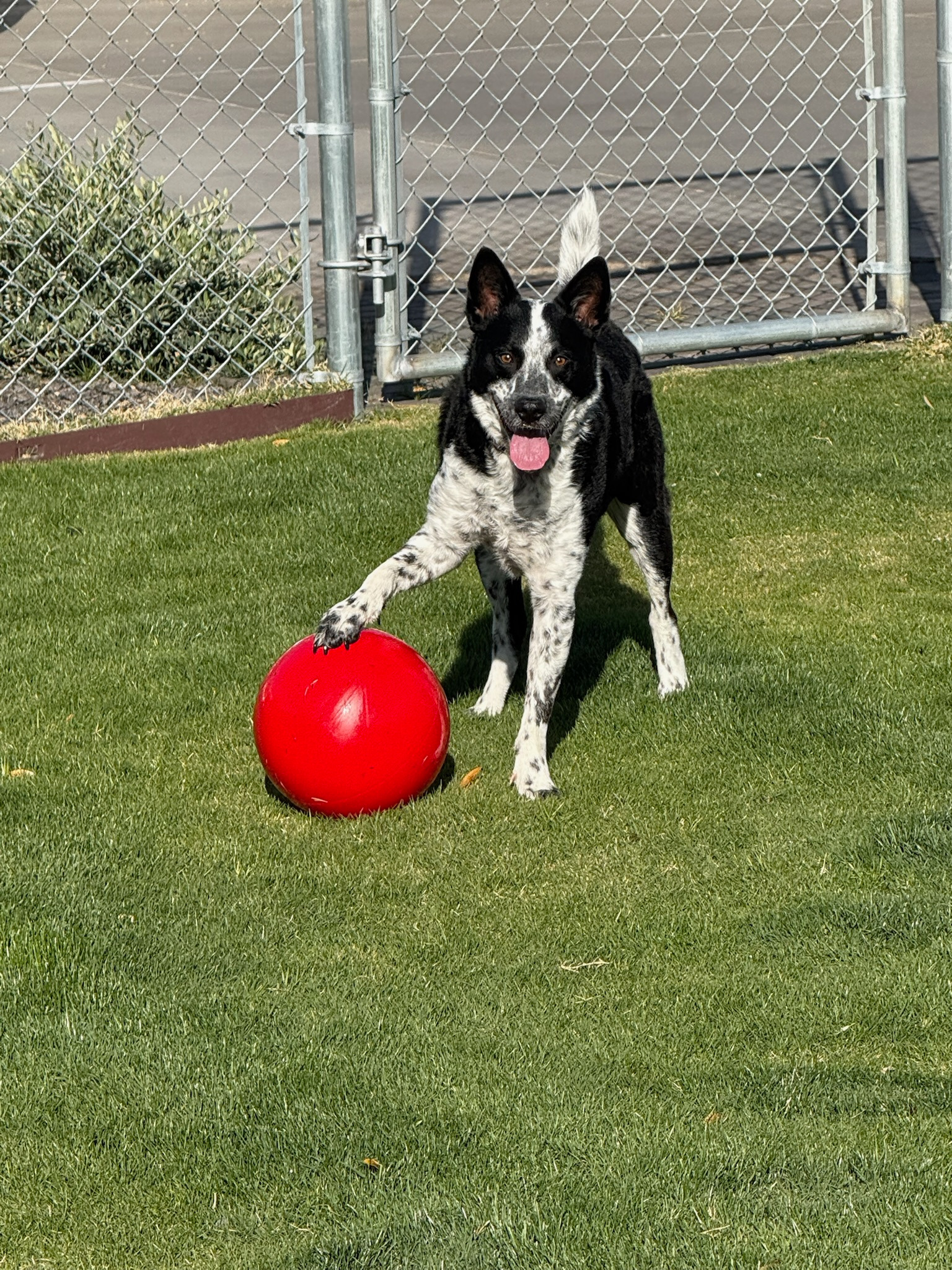 Help Lenny Fight Lymphoma with Chemotherapy campaign photo, 5 of 8