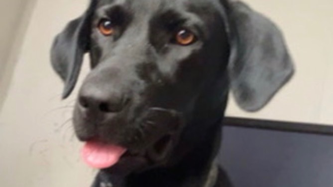 Help Me Bring My Dog Home photo