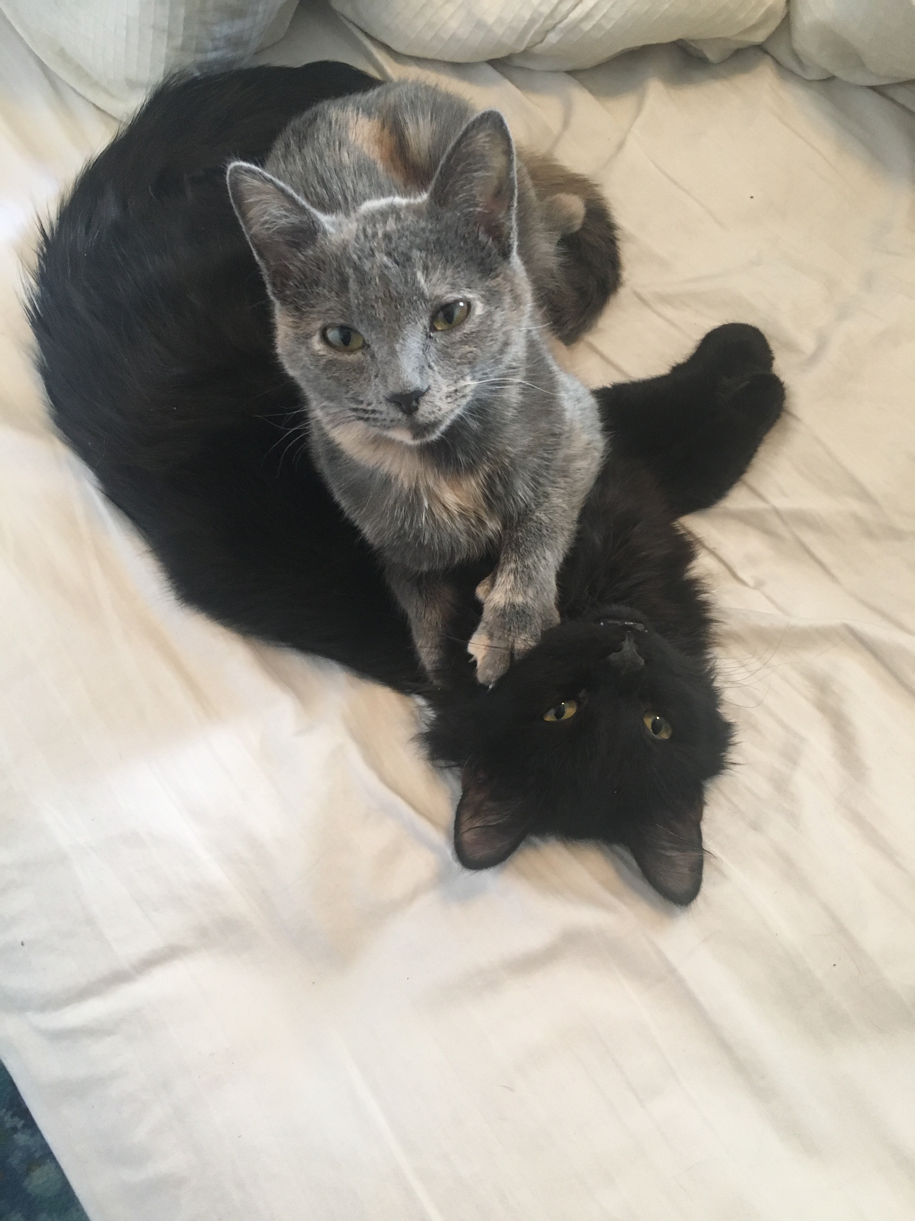 Help Viktor Get Life-Saving Surgery campaign photo, 7 of 8