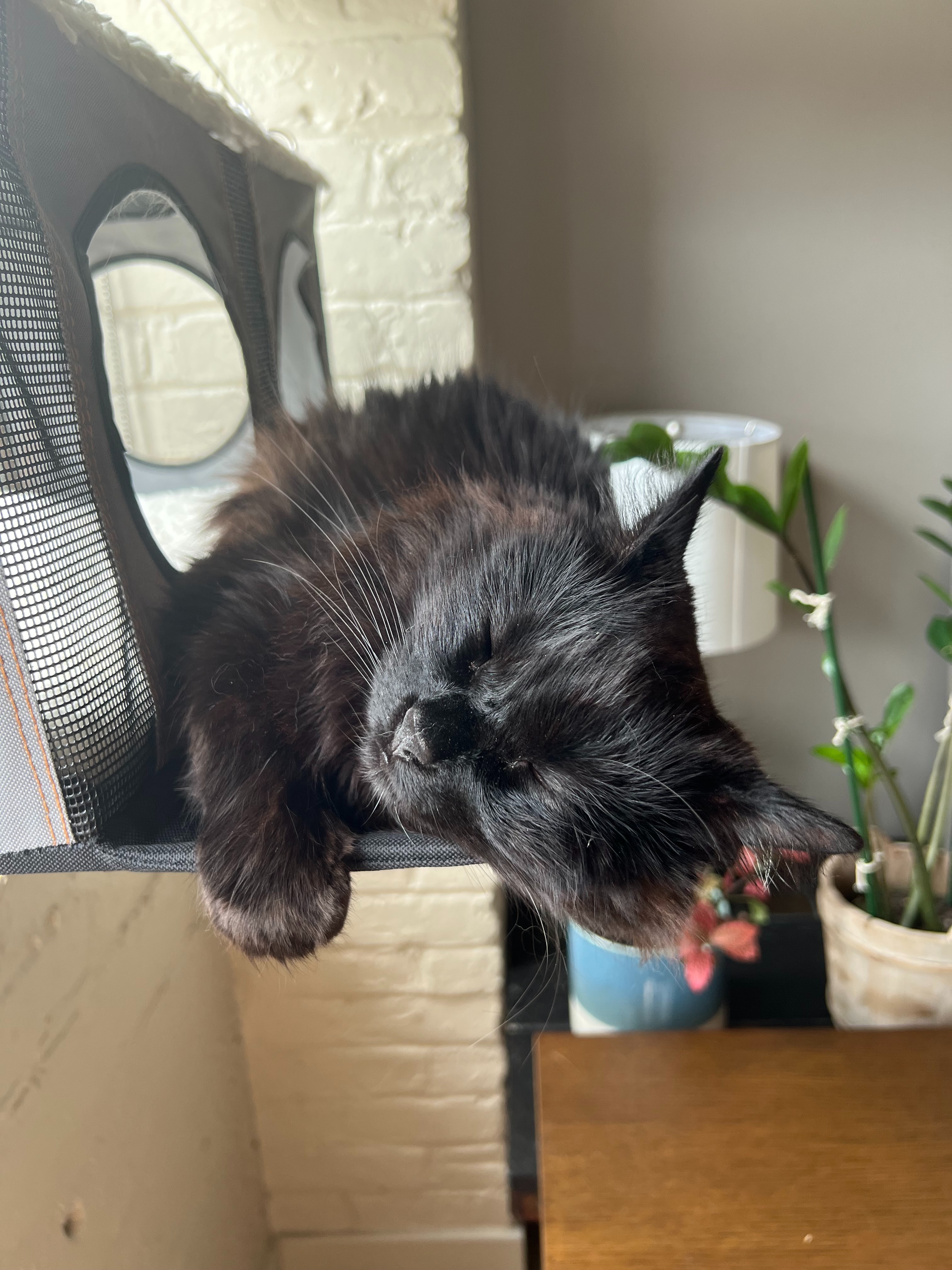 Help Viktor Get Life-Saving Surgery campaign photo, 5 of 8