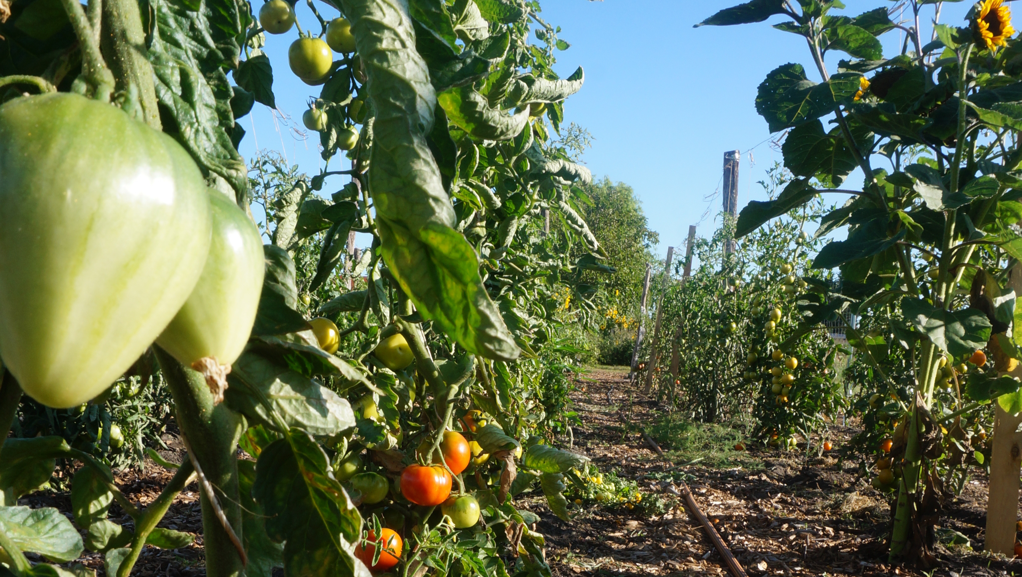 Eigener Solarstrom für unsere Marktgärtnerei photo
