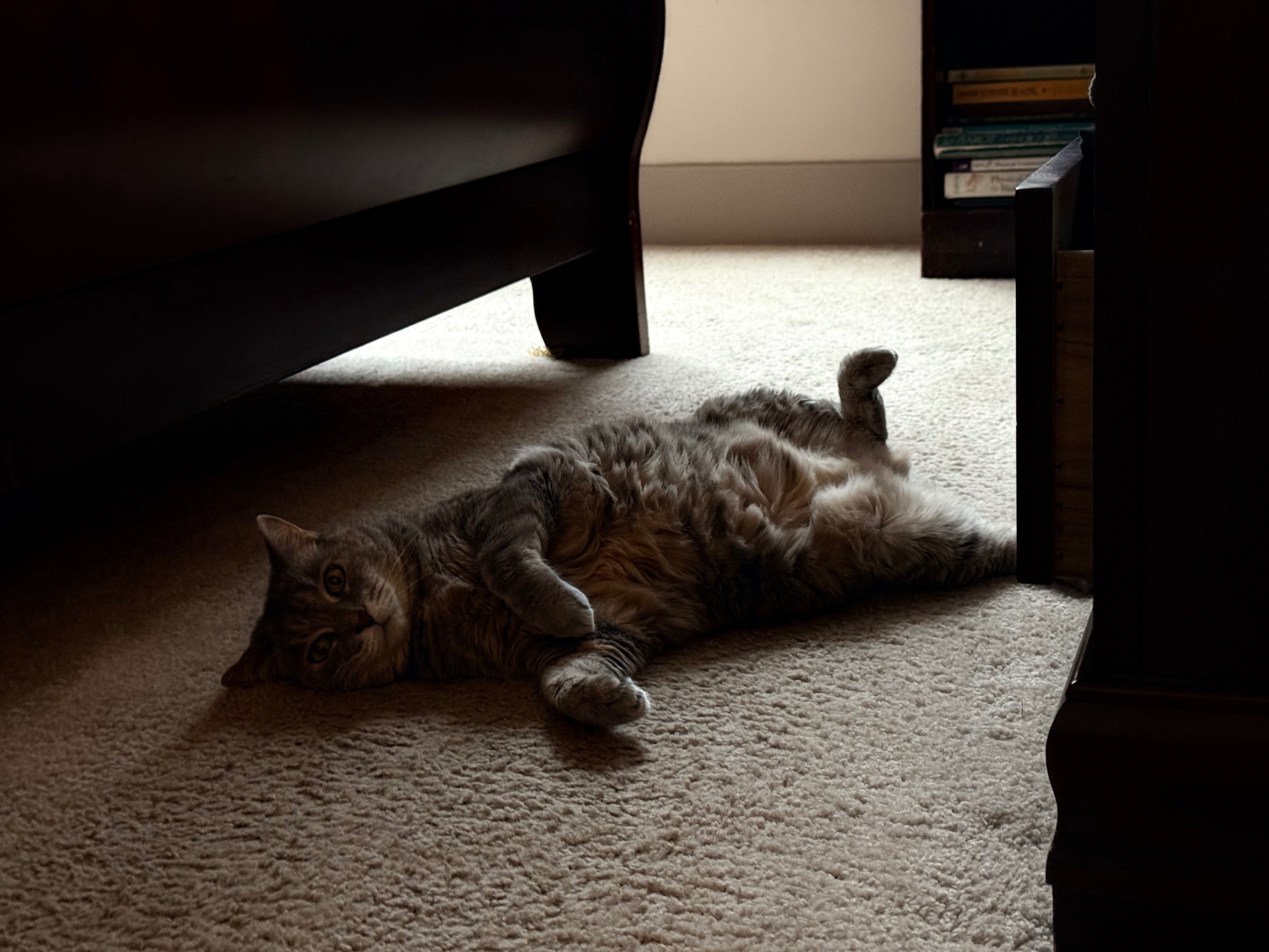 Help Honor Asia: My Childhood Cat’s Final Goodbye campaign photo, 7 of 8