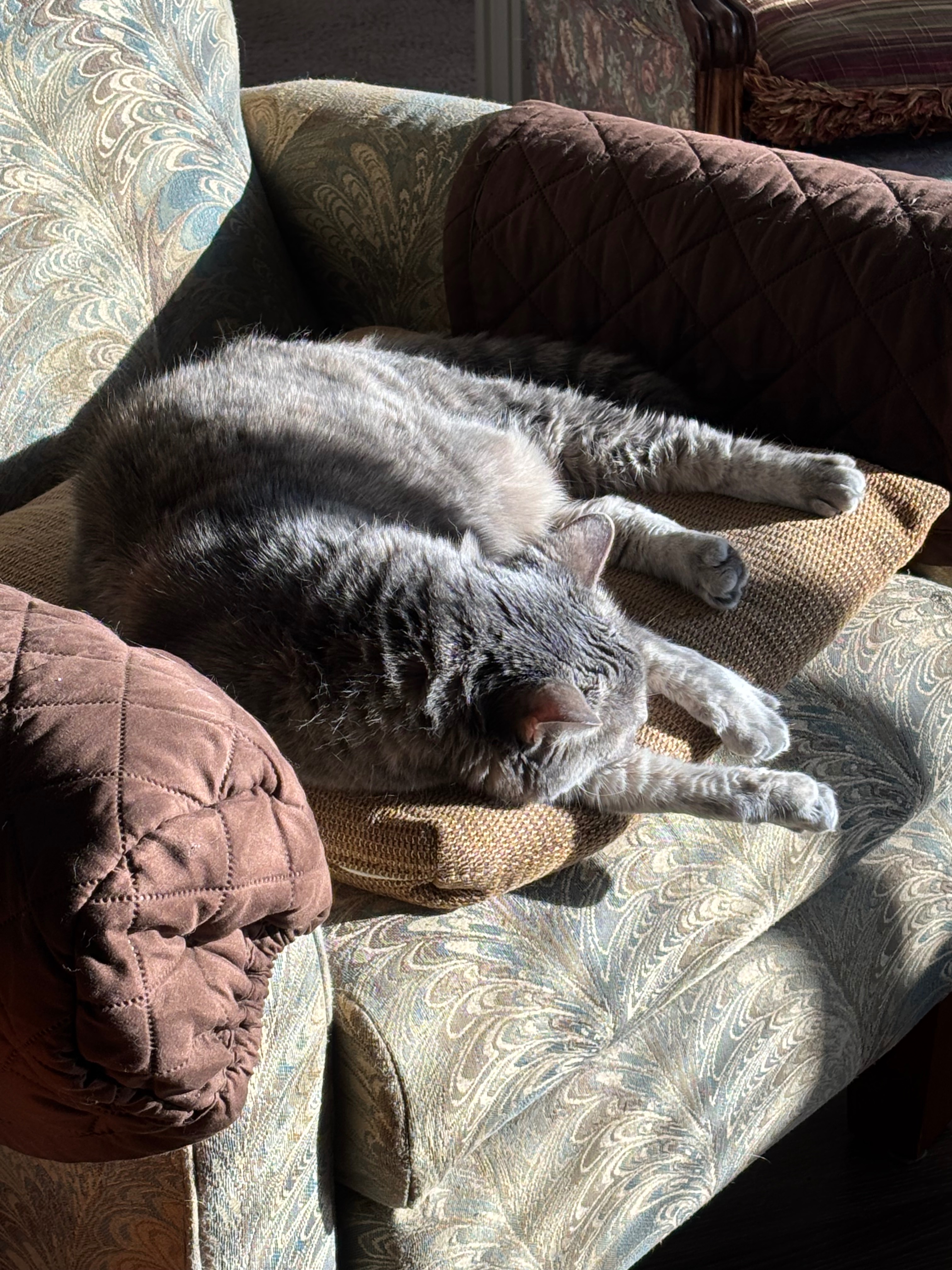 Help Honor Asia: My Childhood Cat’s Final Goodbye campaign photo, 2 of 8