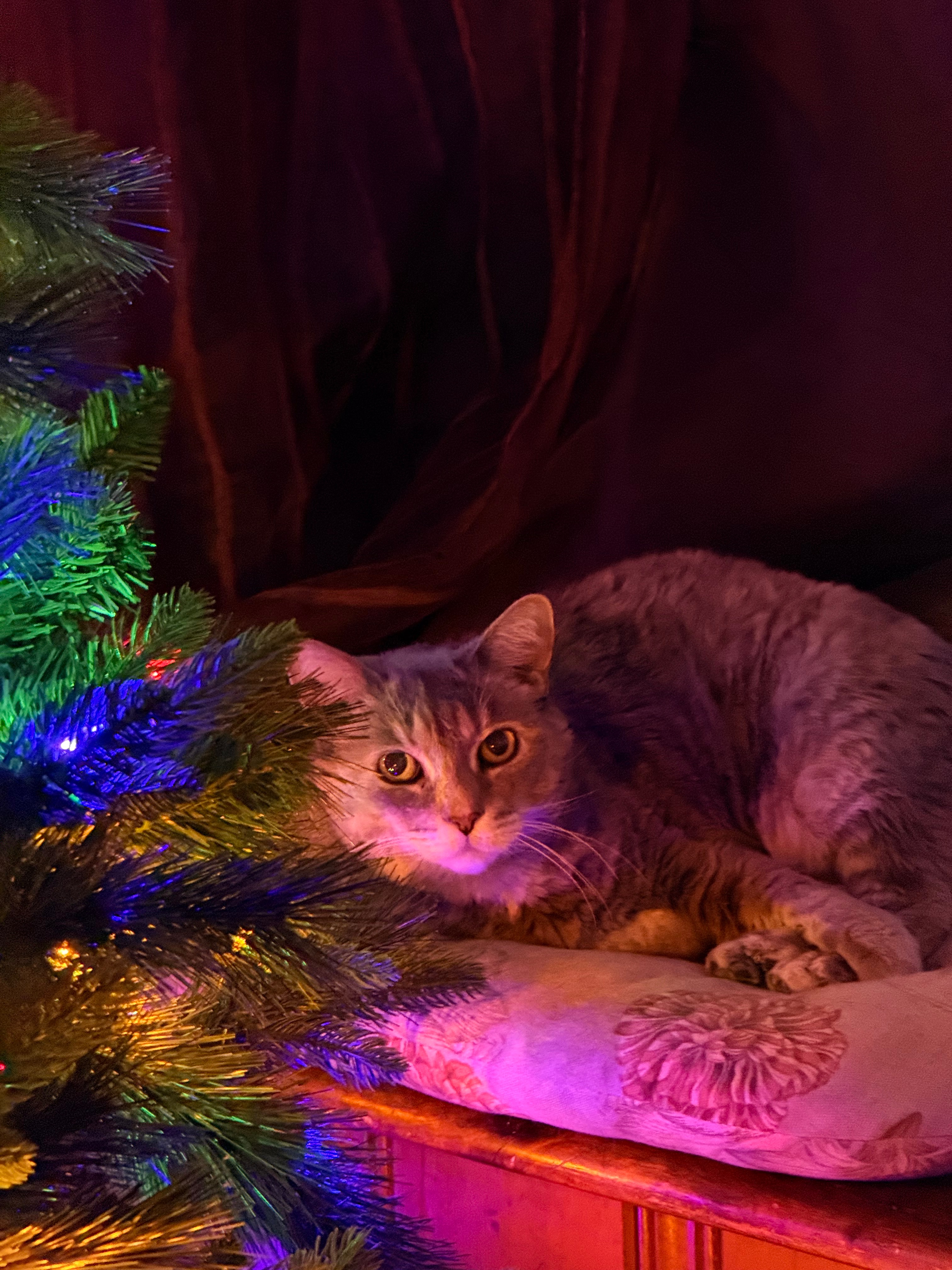 Help Honor Asia: My Childhood Cat’s Final Goodbye campaign photo, 4 of 8