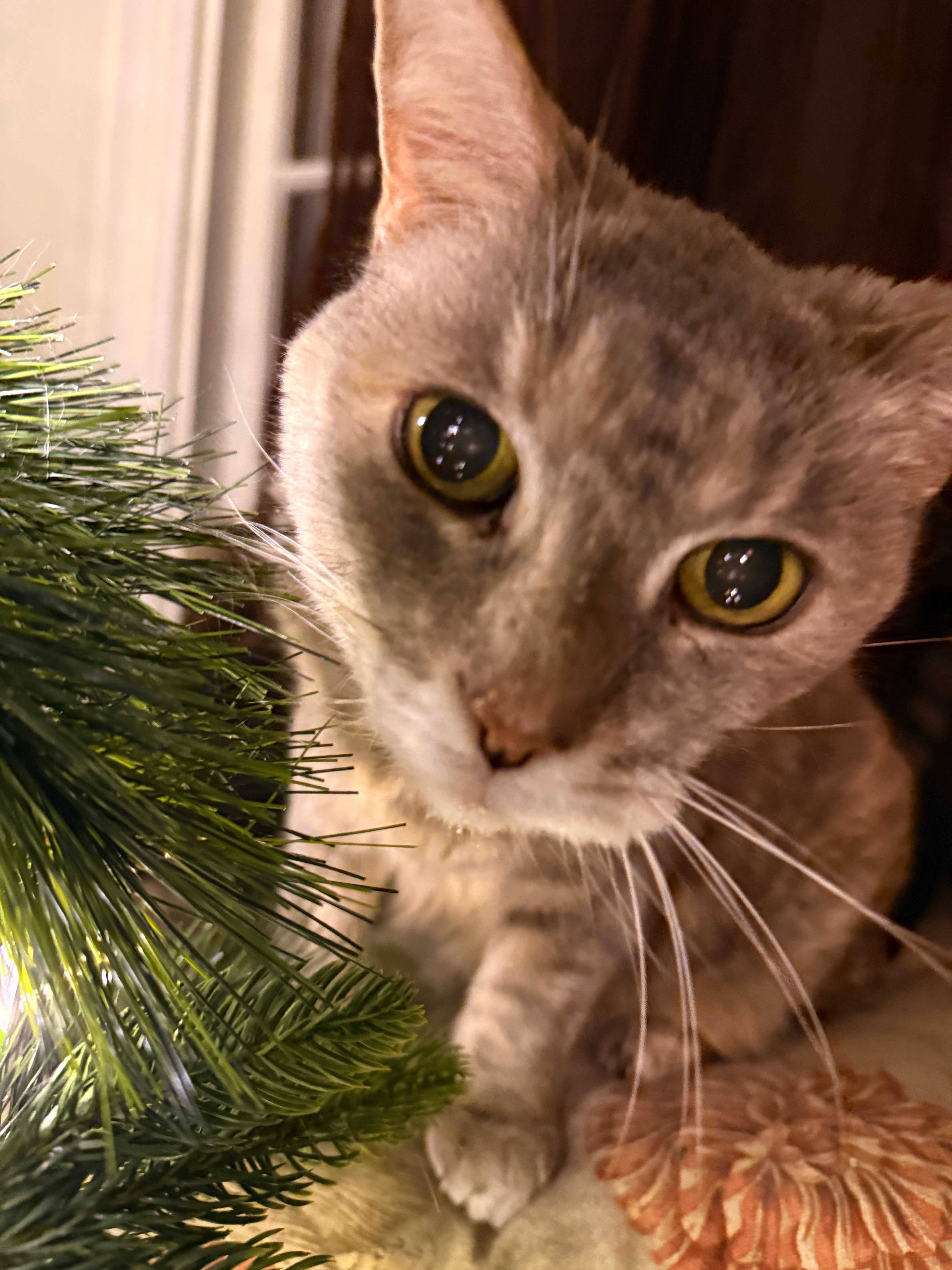Help Honor Asia: My Childhood Cat’s Final Goodbye campaign photo, 5 of 8