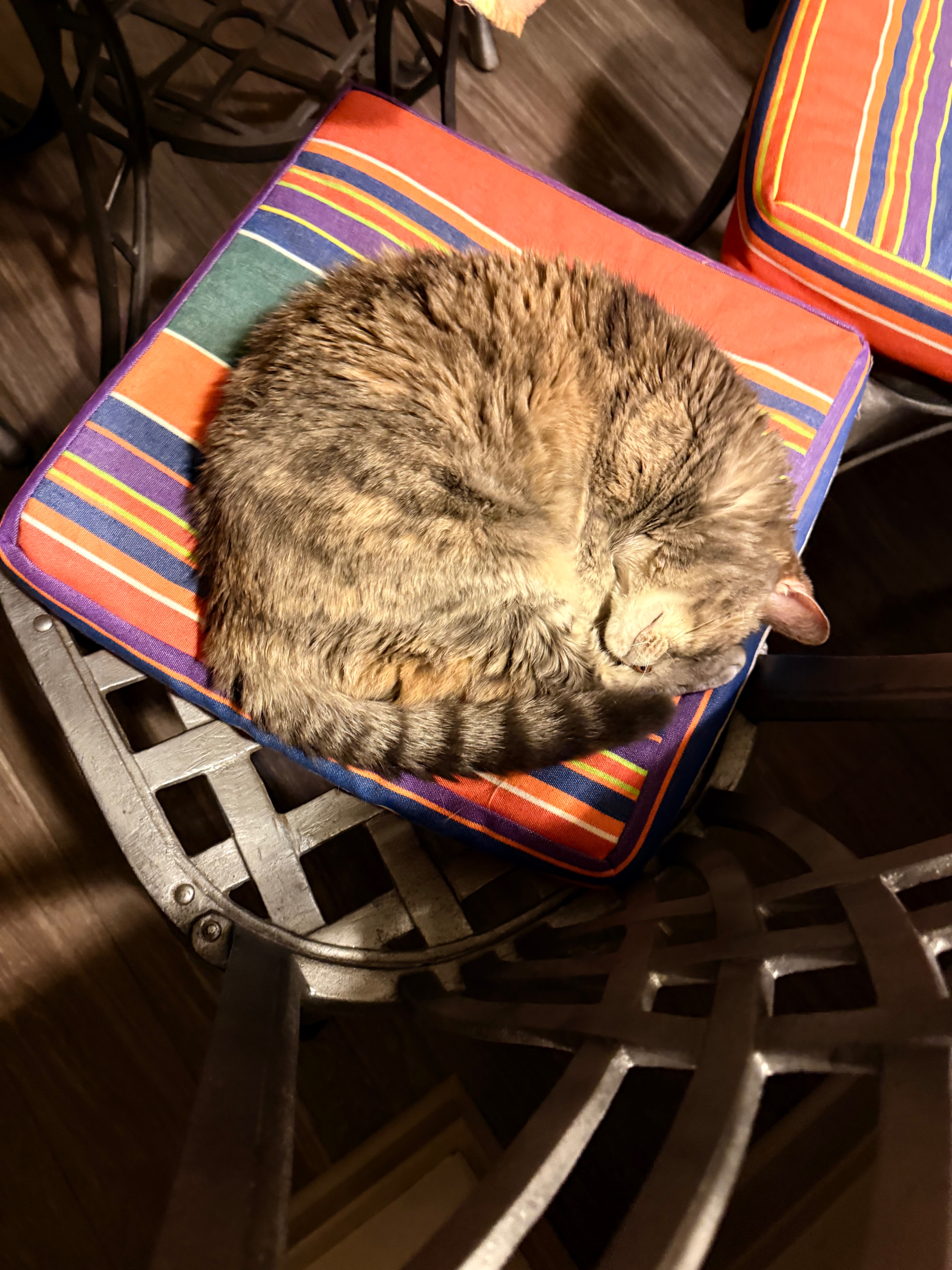 Help Honor Asia: My Childhood Cat’s Final Goodbye campaign photo, 6 of 8