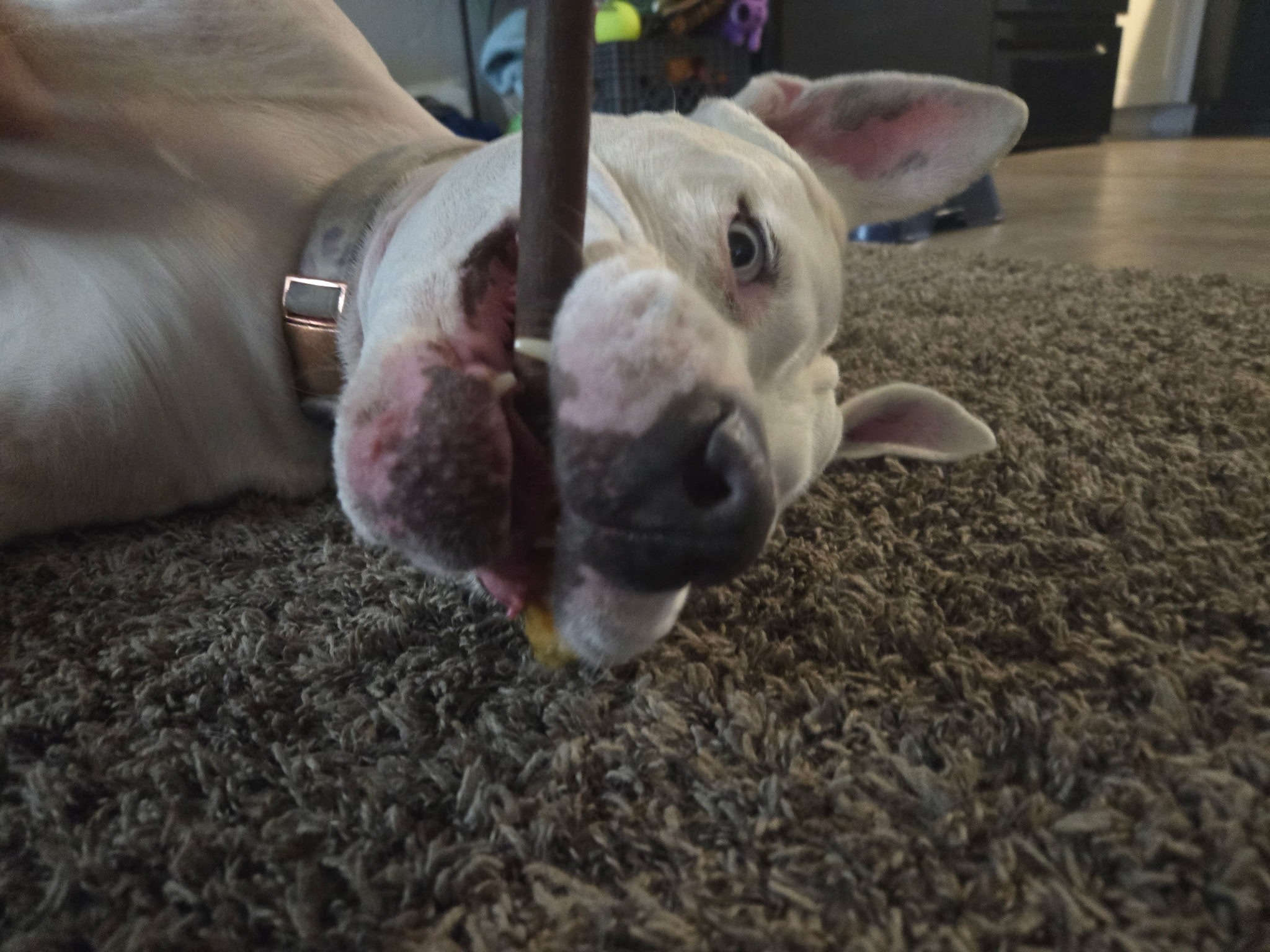 Help Kali With Her Carcinoma Treatment campaign photo, 7 of 8