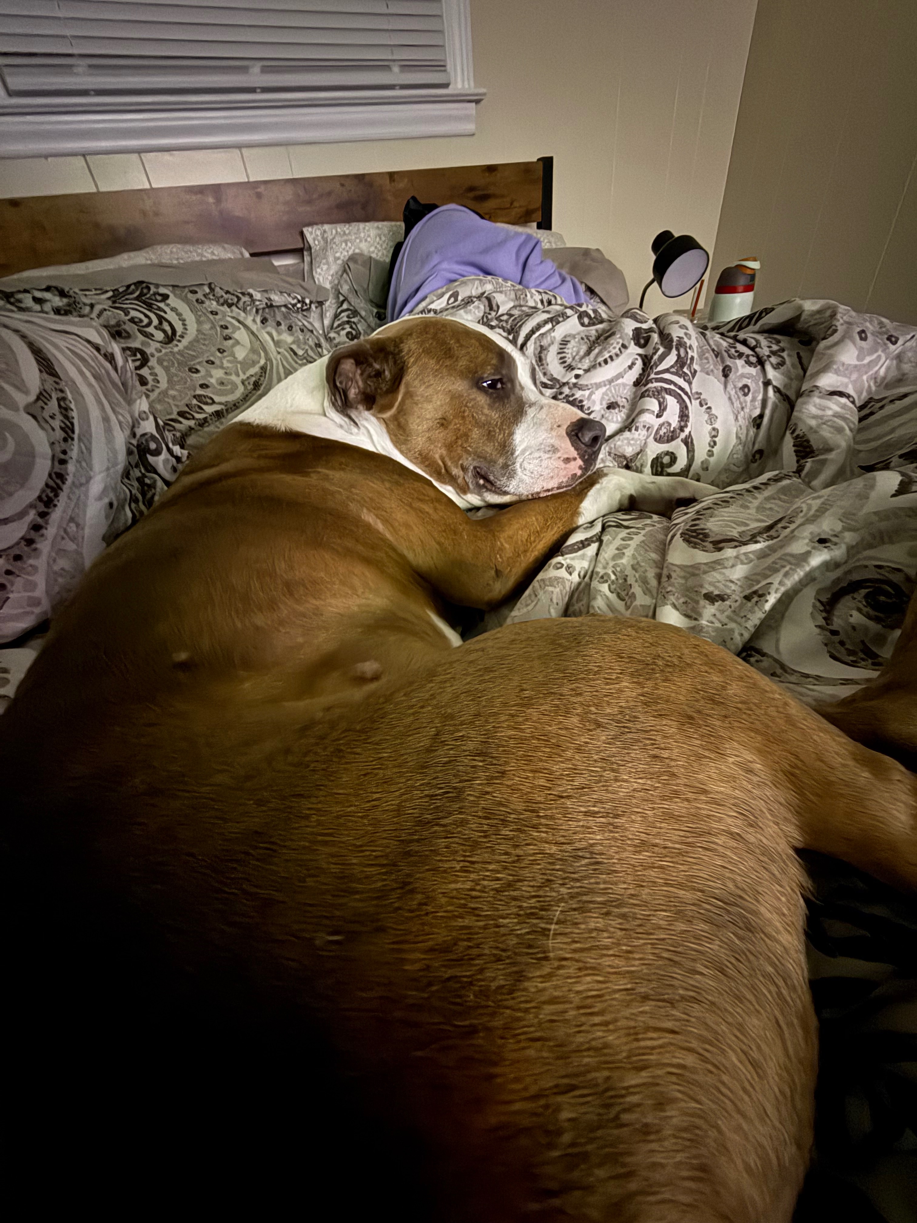Help Moose Get Life-Saving Surgery campaign photo, 7 of 8