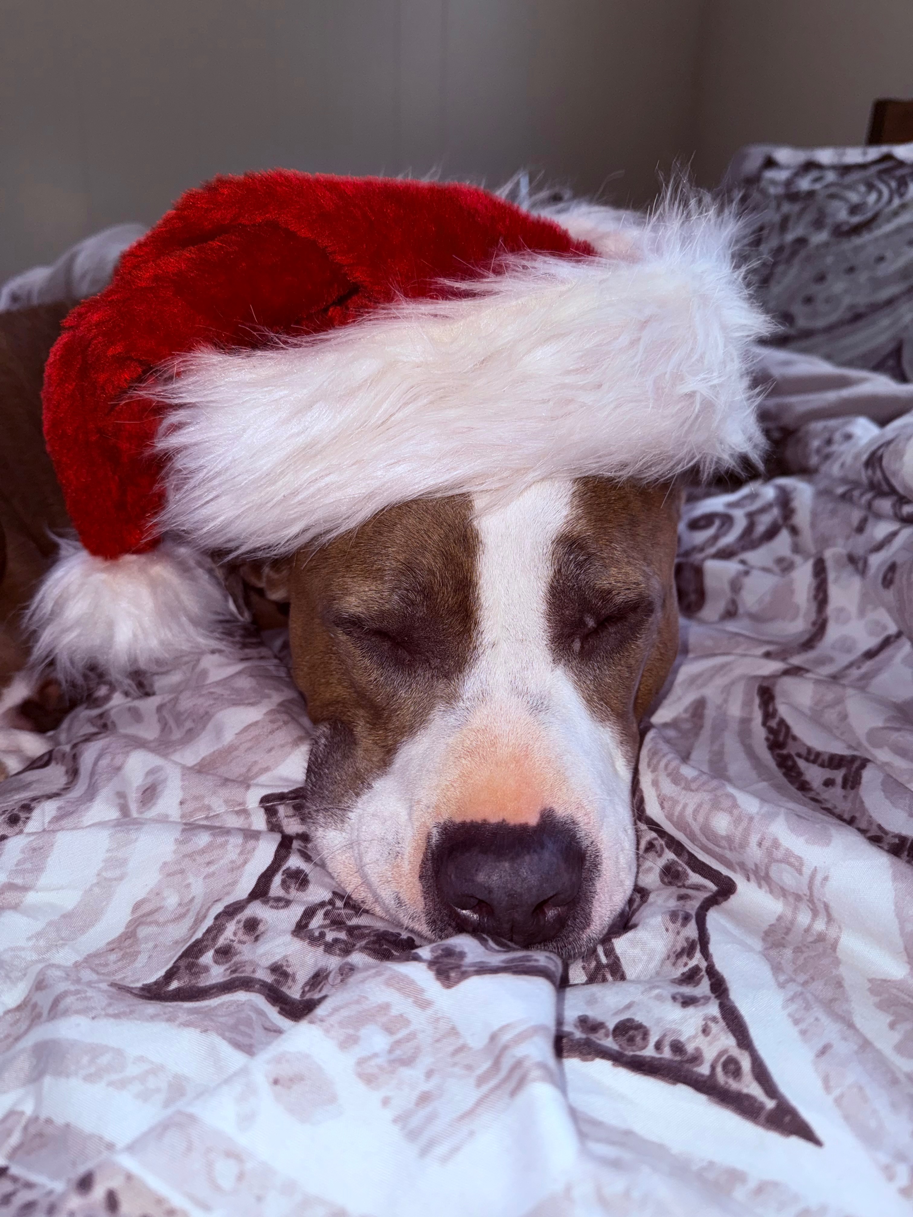 Help Moose Get Life-Saving Surgery campaign photo, 2 of 8